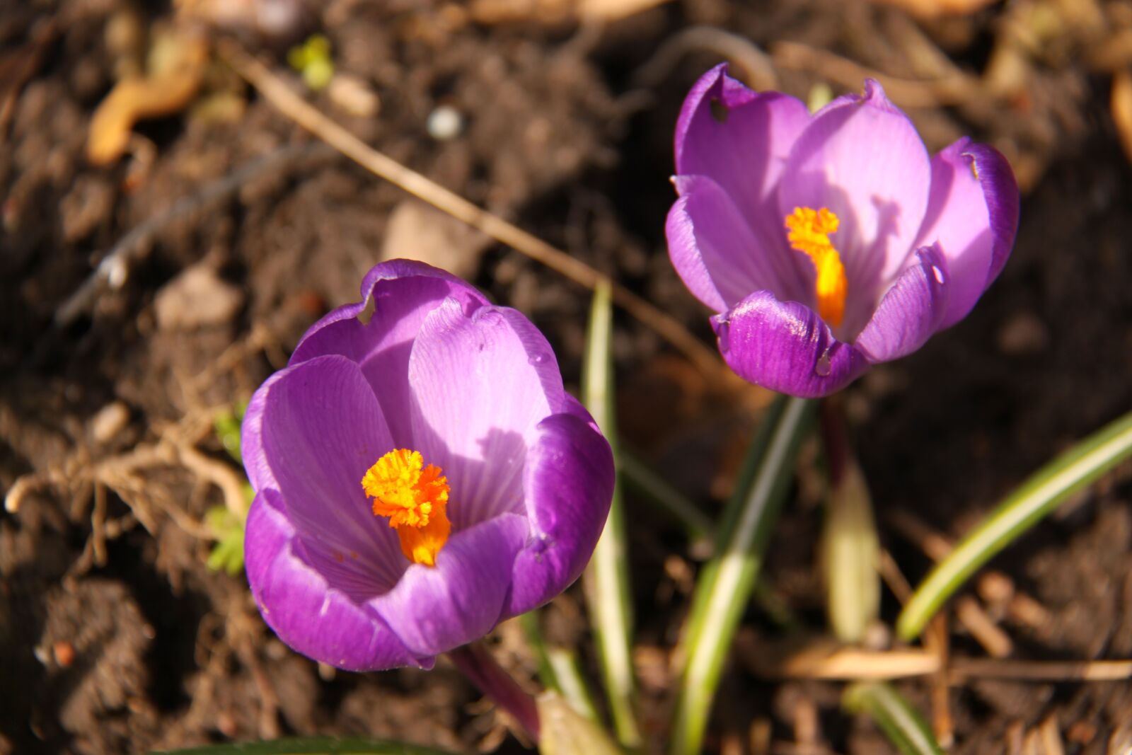 Canon EOS 50D sample photo. Spring, crocus, purple photography