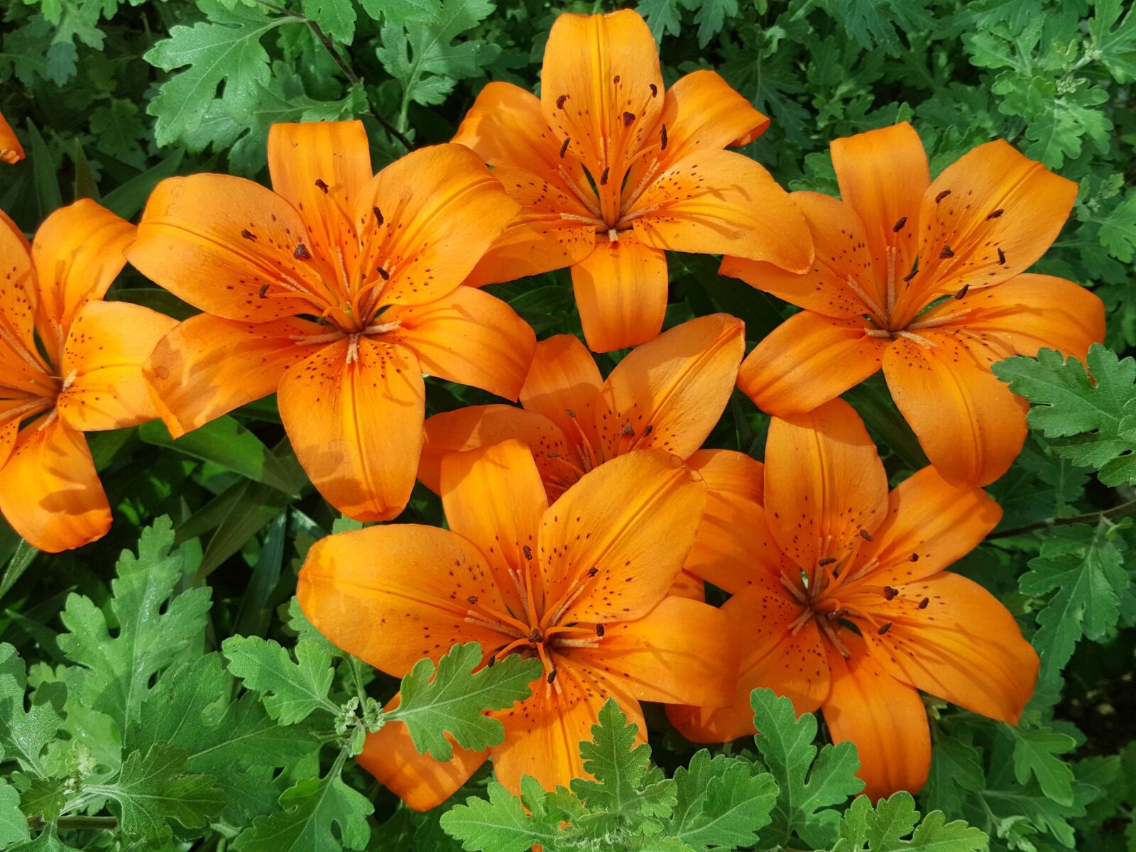 Samsung Galaxy Note5 sample photo. The orange one, lily photography