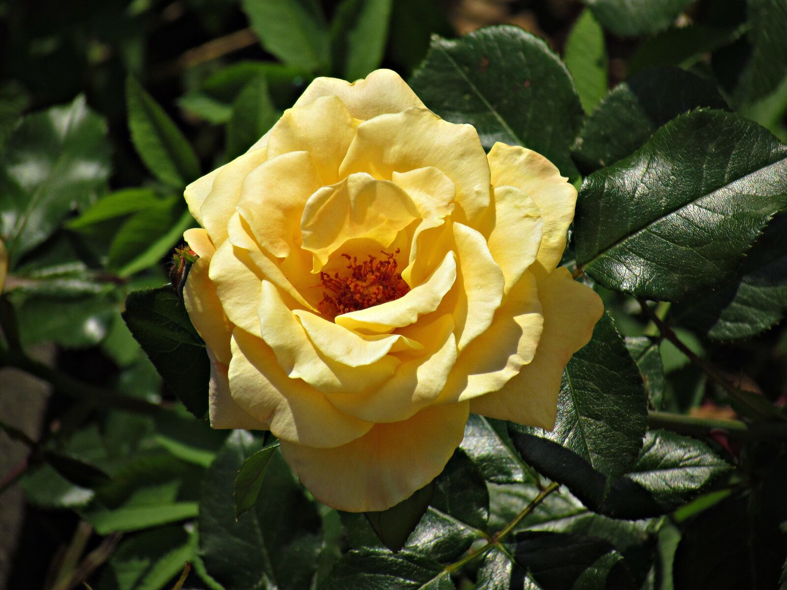 Canon PowerShot SX30 IS sample photo. Rose, flower, rose flower photography