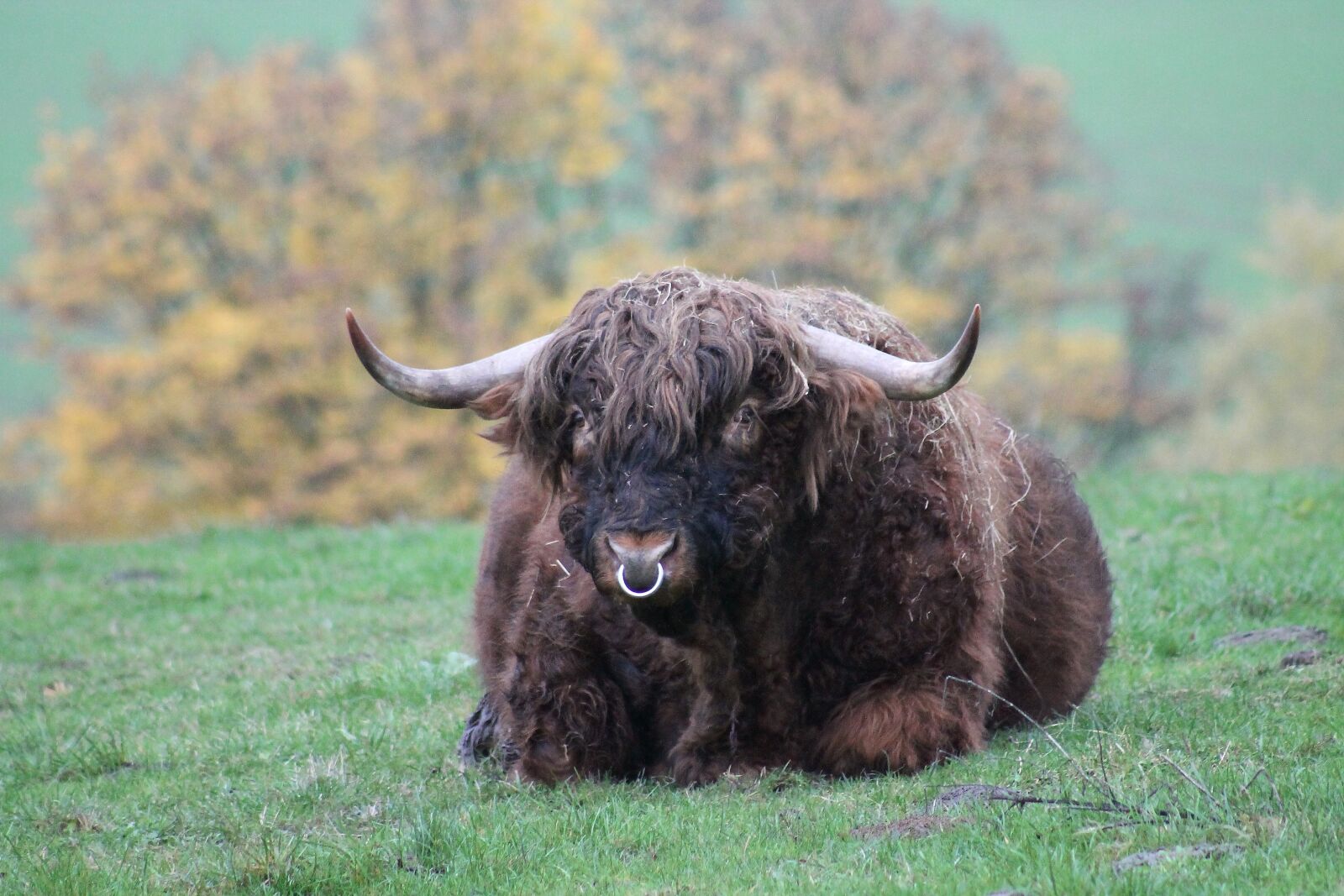 Canon EF75-300mm f/4-5.6 sample photo. Animal, beef, bull photography