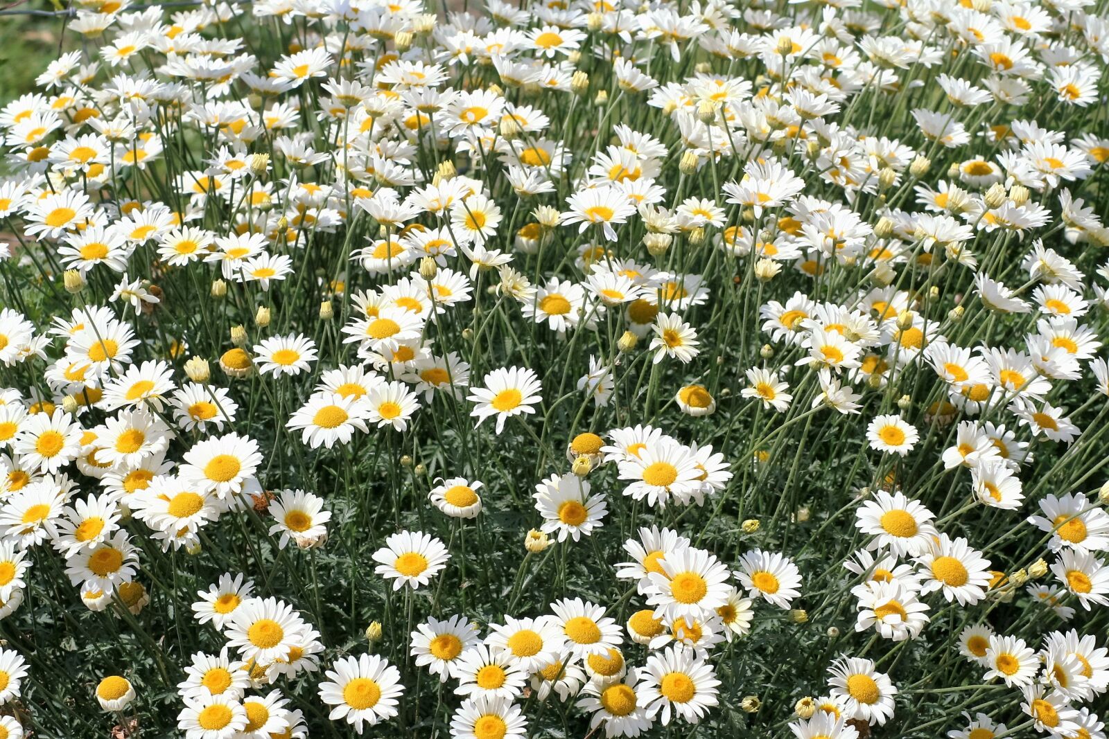 Canon EOS 350D (EOS Digital Rebel XT / EOS Kiss Digital N) sample photo. Daisies, flower, bloom photography
