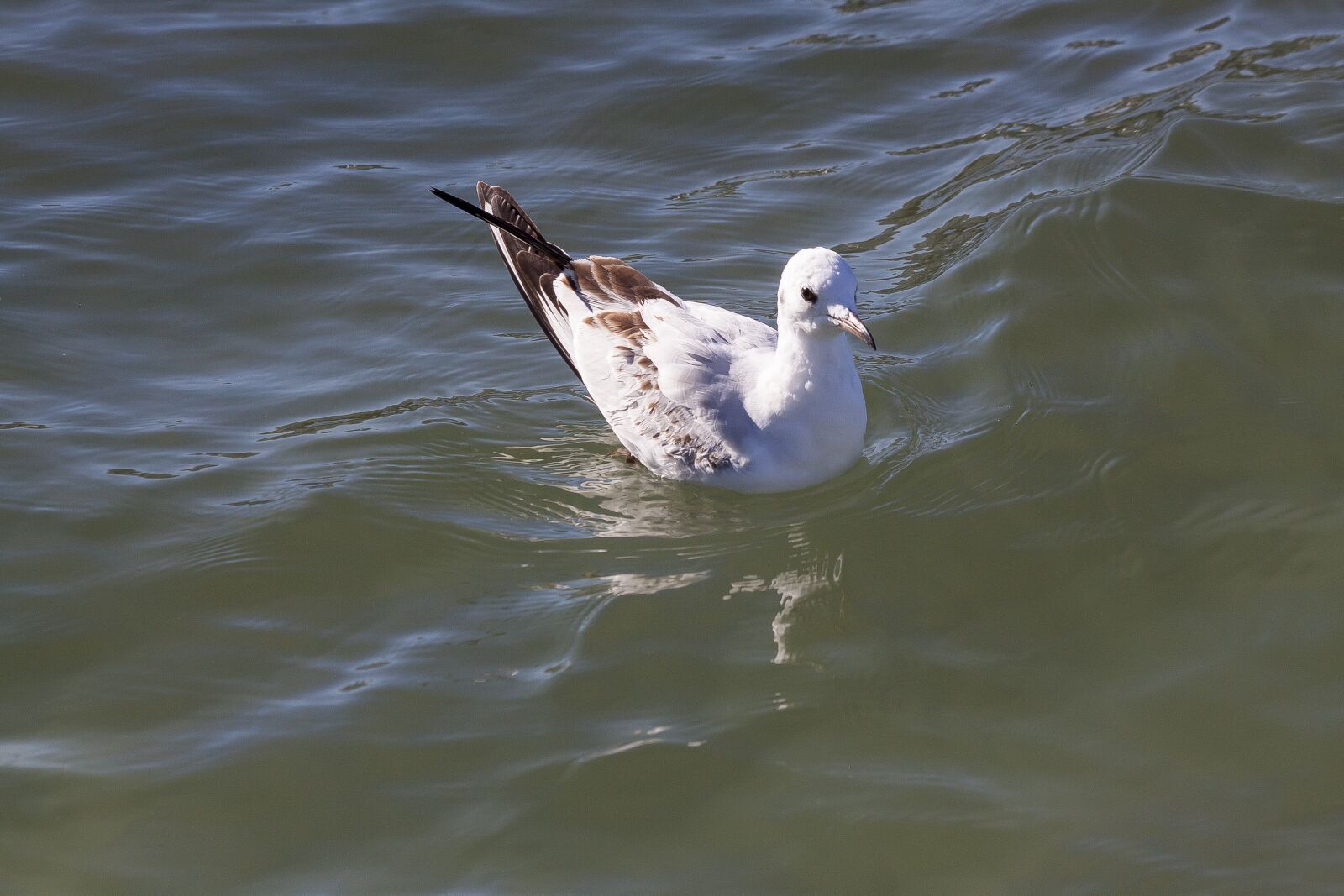Canon EOS 50D sample photo. Seagull, water, mirroring photography
