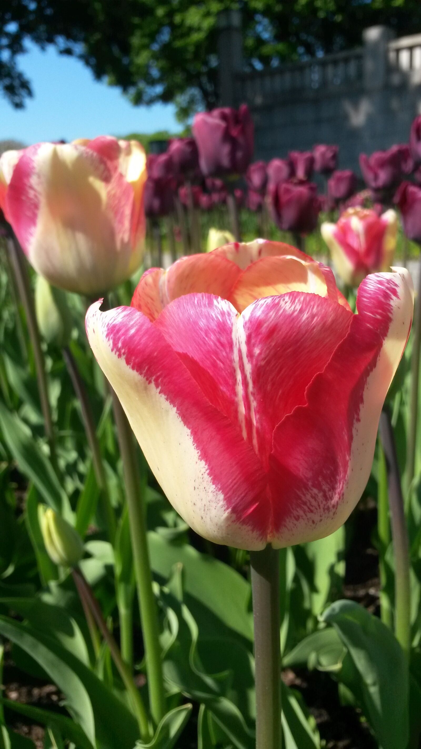 Samsung Galaxy S4 Mini sample photo. Tulip, tulpenbluete, spring photography