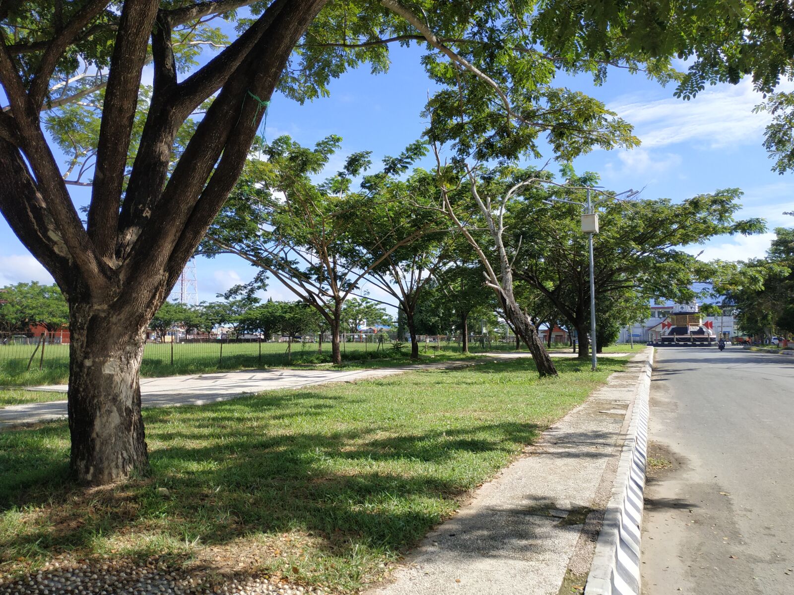 Xiaomi Redmi Note 5 sample photo. View, green, the tree photography