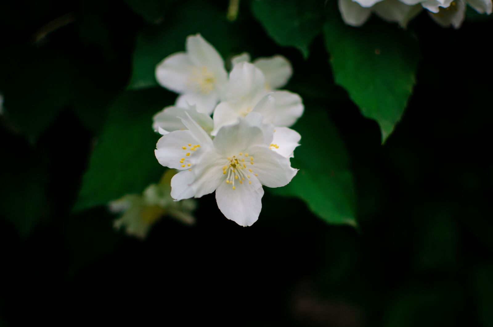 Nikon D5100 sample photo. Macro, photo, flowers photography