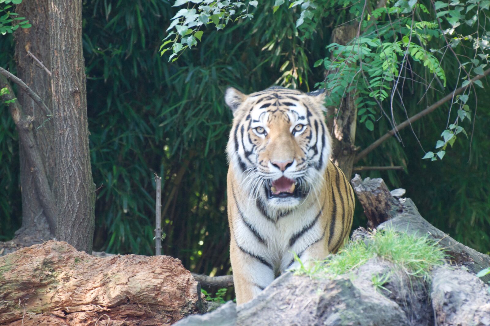 Nikon D90 sample photo. Tiger, zoo, predator photography