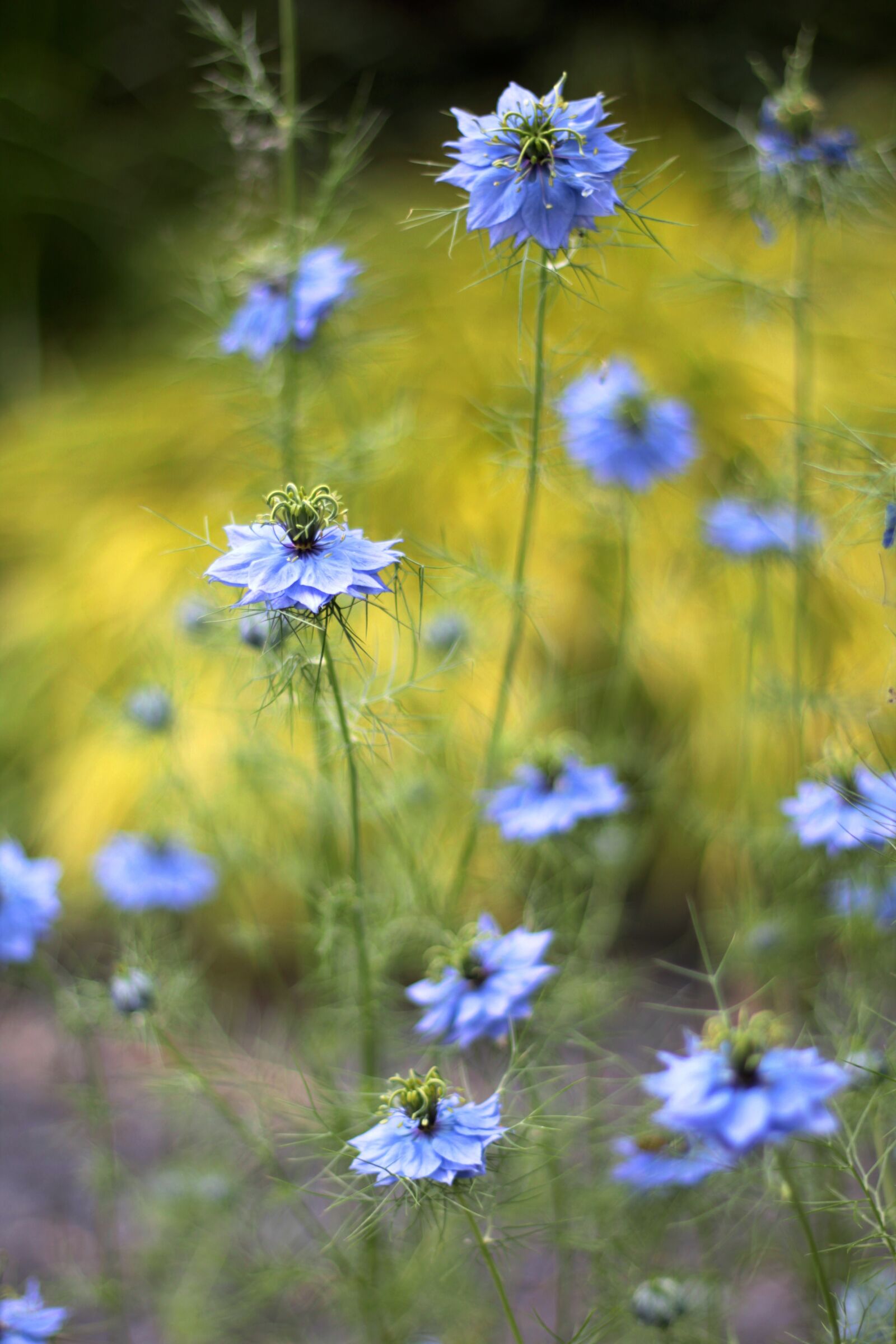 Canon EOS 600D (Rebel EOS T3i / EOS Kiss X5) + Canon EF 50mm F1.8 STM sample photo. Nigella damascena, juffertje in photography