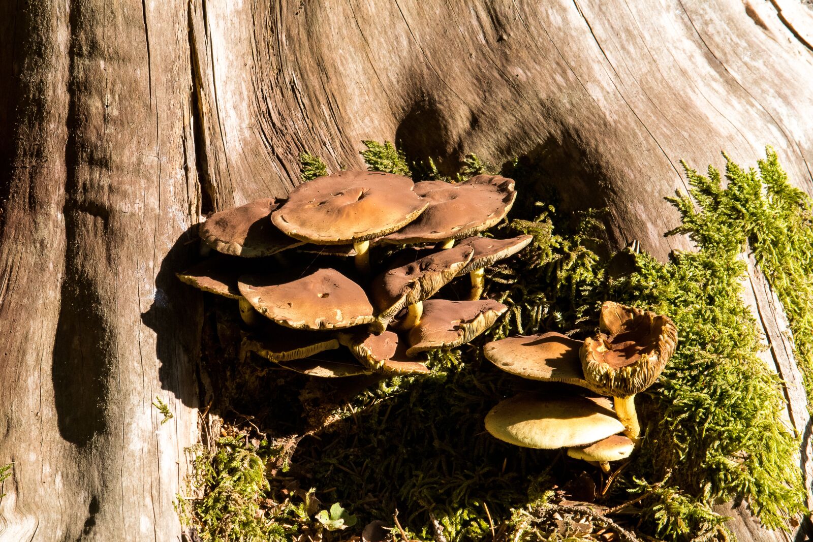Canon EF-S 55-250mm F4-5.6 IS STM sample photo. Mushrooms, tree, nature photography