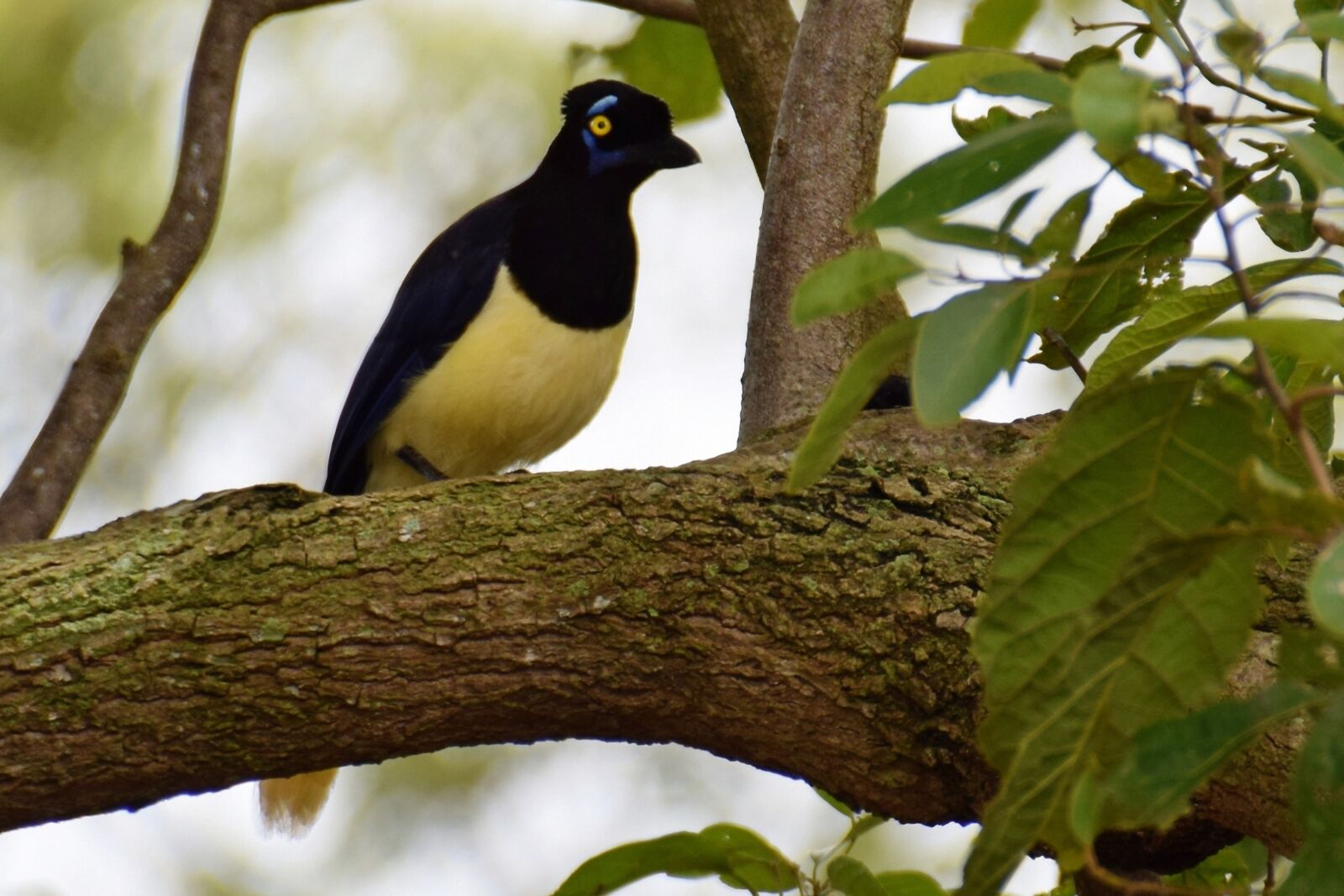 Nikon D5300 sample photo. Bird, plumage, pity photography