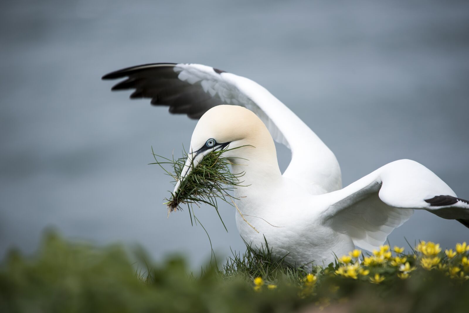 Nikon D750 sample photo. Gannet, sea bird, yellow photography