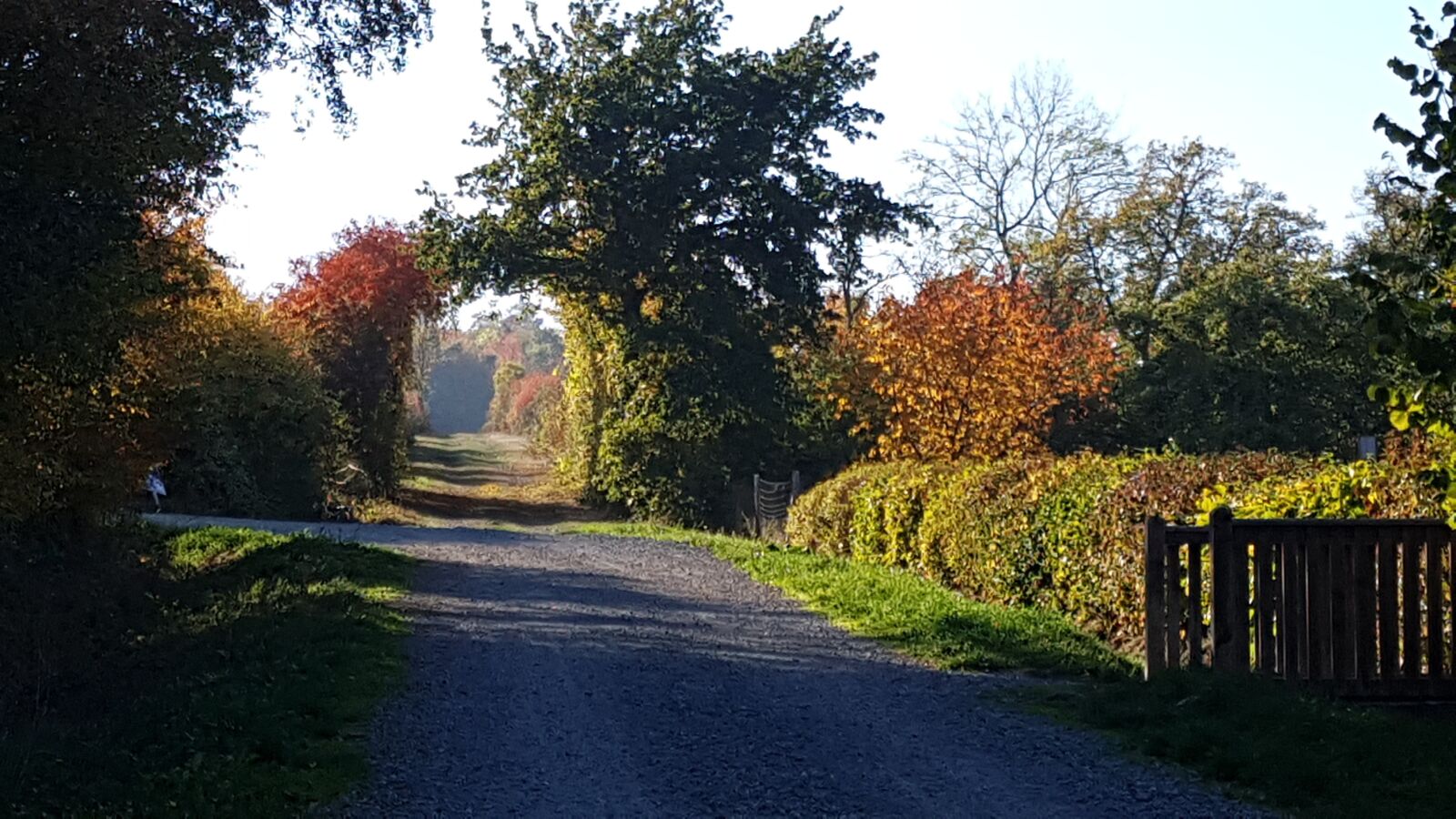 Samsung Galaxy S7 sample photo. Autumn, emerge, nature photography