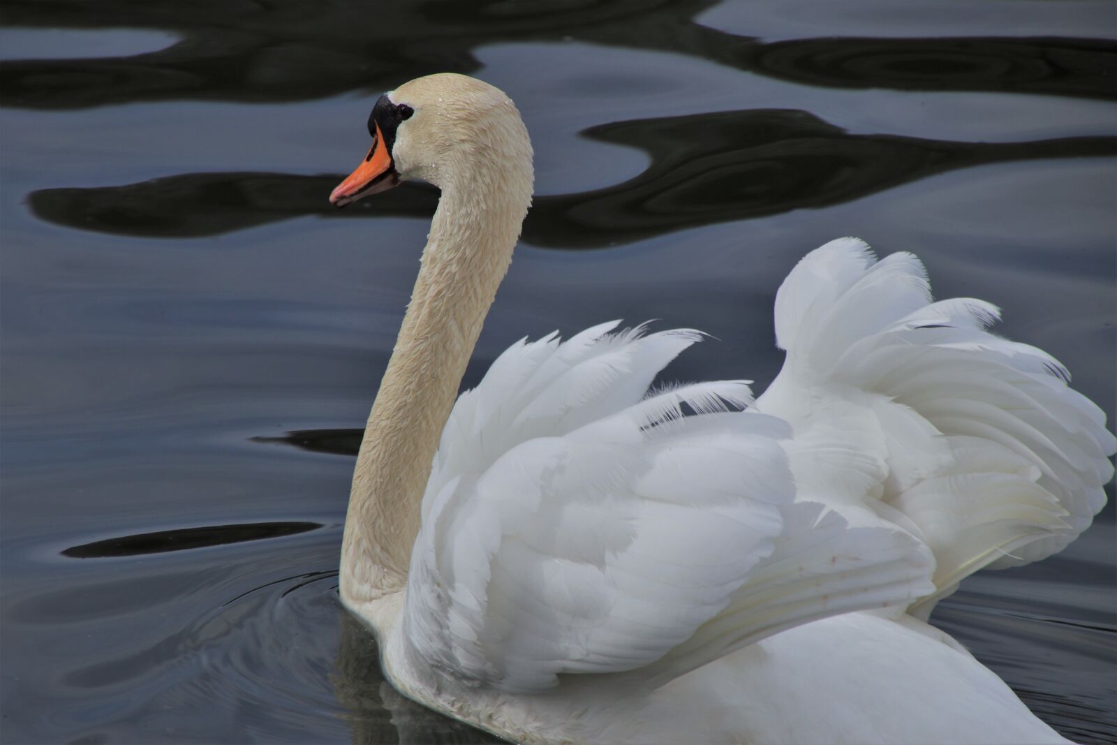 Canon EOS 80D sample photo. Bird, lake, pen photography