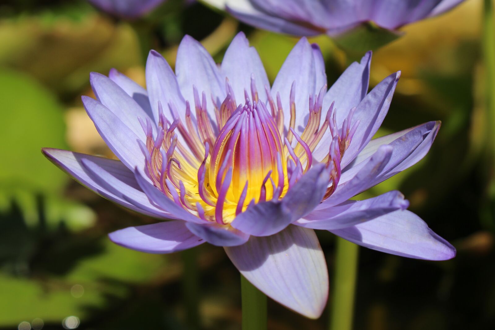 Canon EOS 700D (EOS Rebel T5i / EOS Kiss X7i) sample photo. Water lily, tropical, nymphaea photography