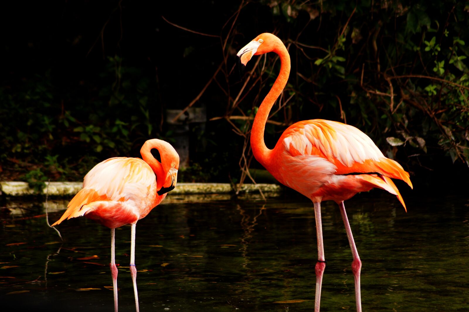Sony DT 55-200mm F4-5.6 SAM sample photo. Flamingo, pink, bird photography