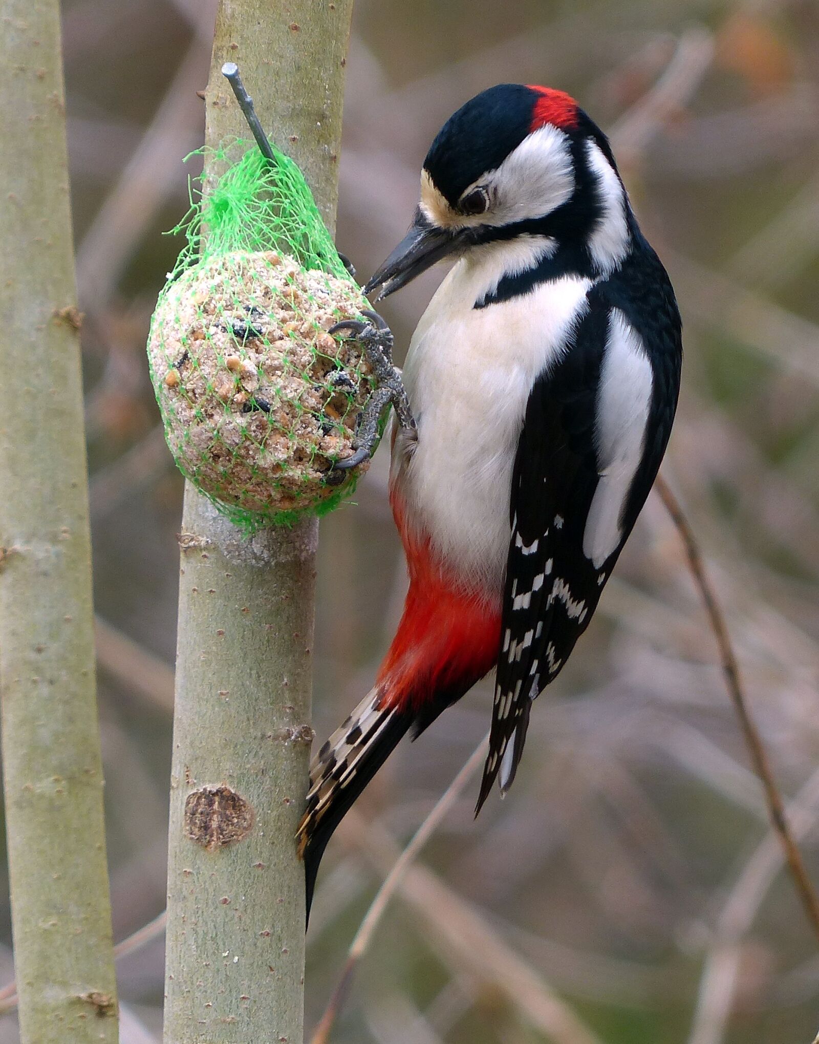 Panasonic Lumix DMC-FZ200 sample photo. Birds, great spotted woodpecker photography