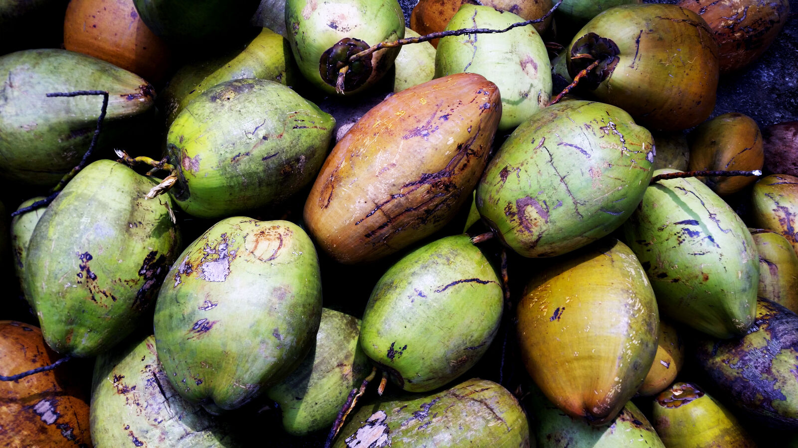 Samsung Galaxy S5 sample photo. Coconut, free, coconut, photos photography