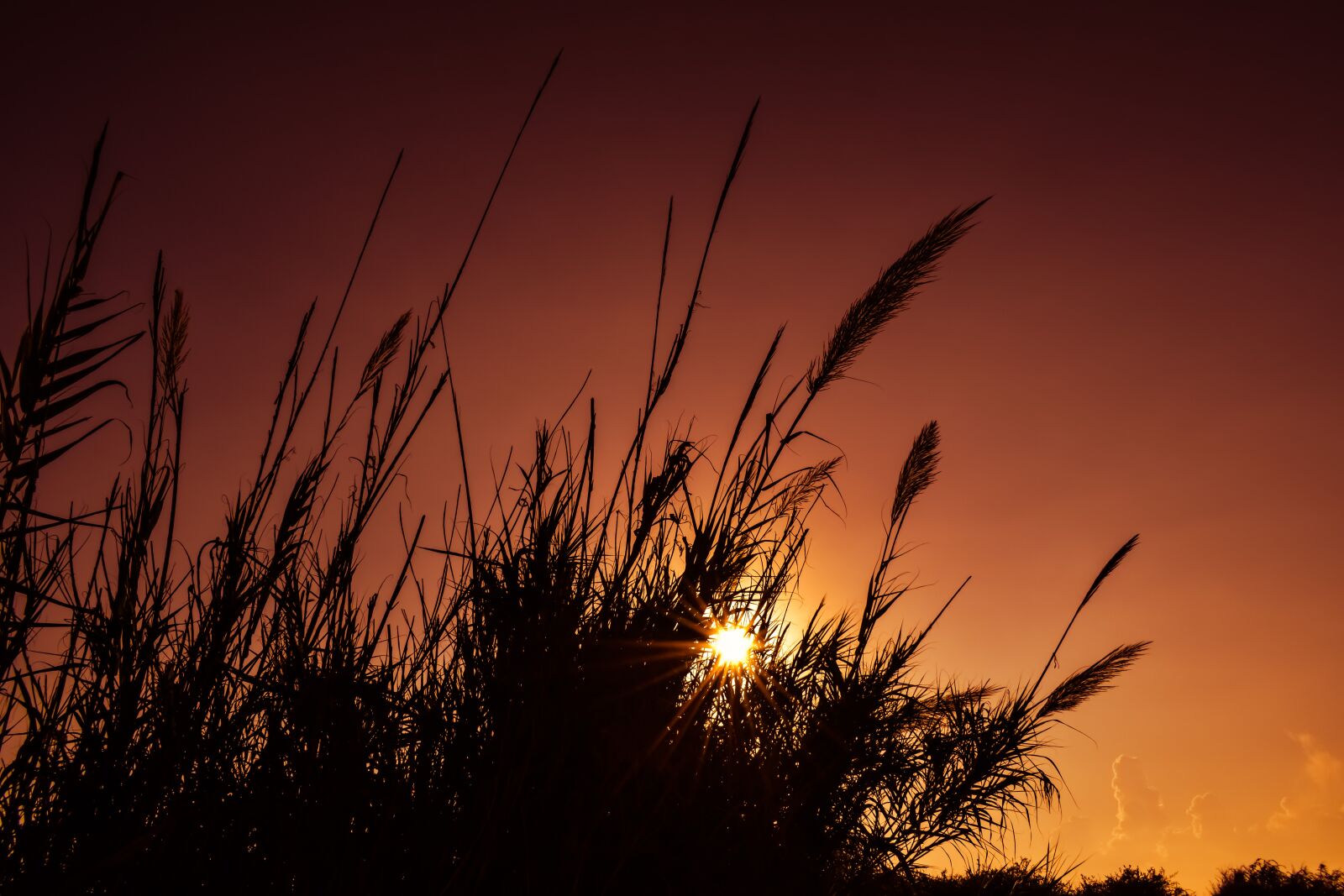 Nikon D3300 sample photo. Reeds, sun, sunset photography