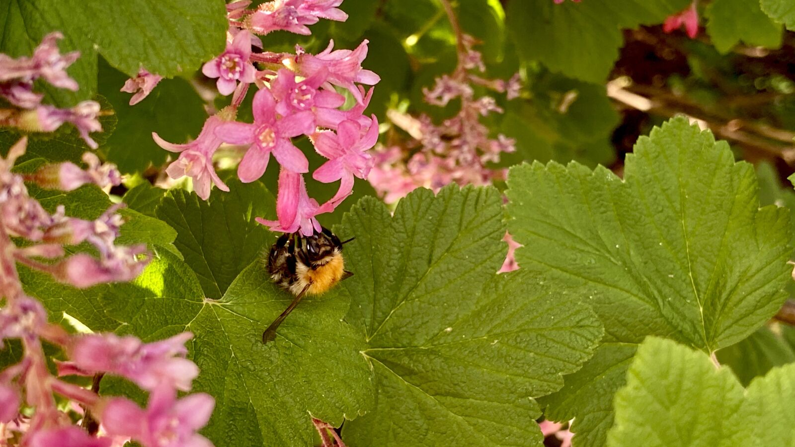 Apple iPhone 11 Pro sample photo. Bumblebee, flowers, bug photography