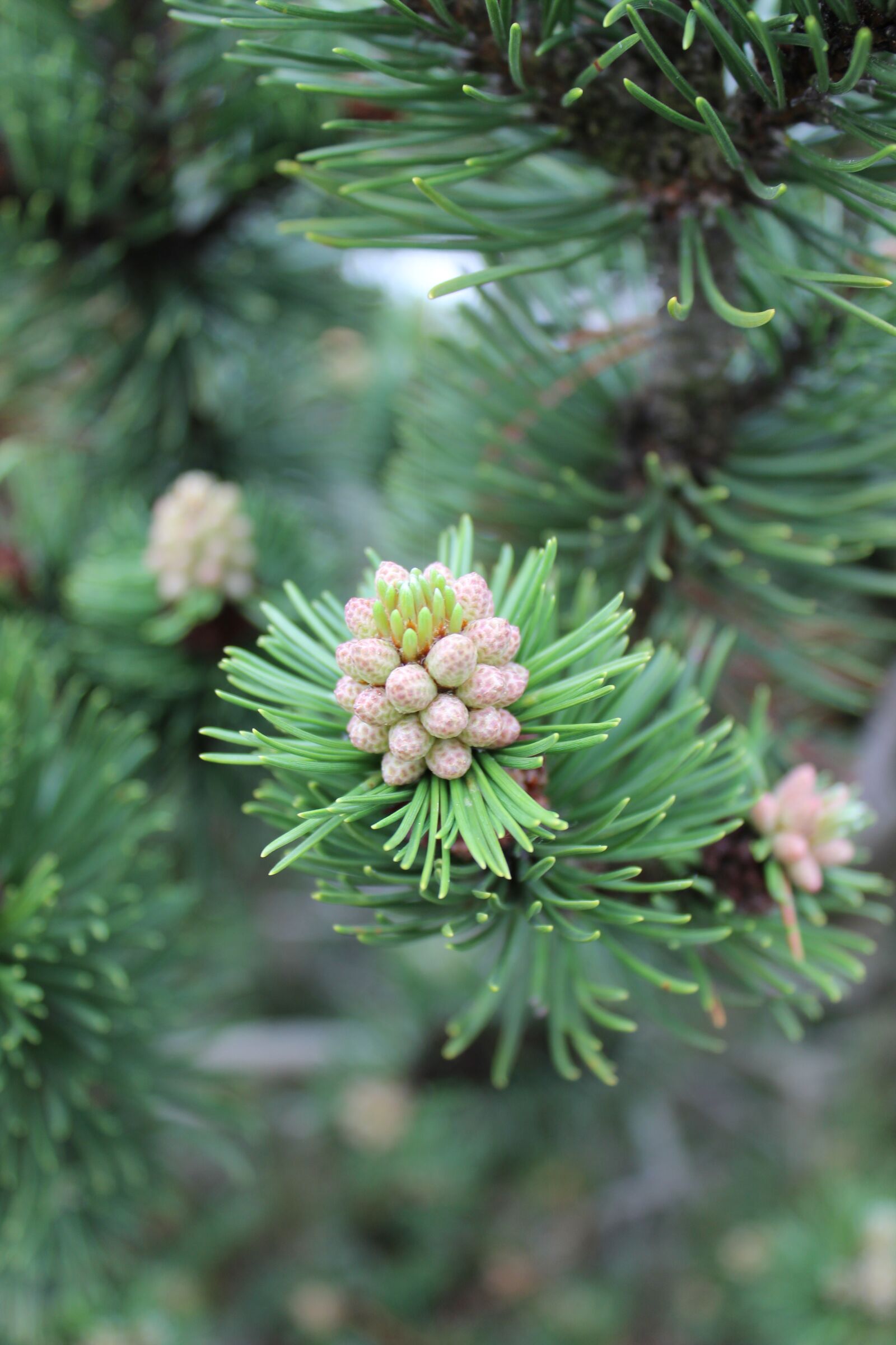 Canon EOS 600D (Rebel EOS T3i / EOS Kiss X5) sample photo. Tree, larch, cones photography