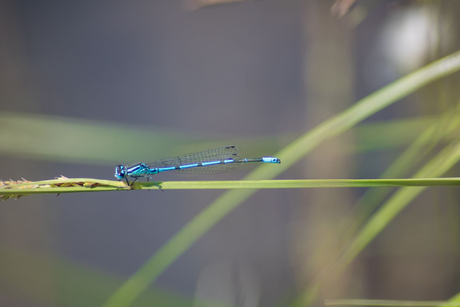 Canon EOS 750D (EOS Rebel T6i / EOS Kiss X8i) sample photo. Animal, dragonfly, grass photography