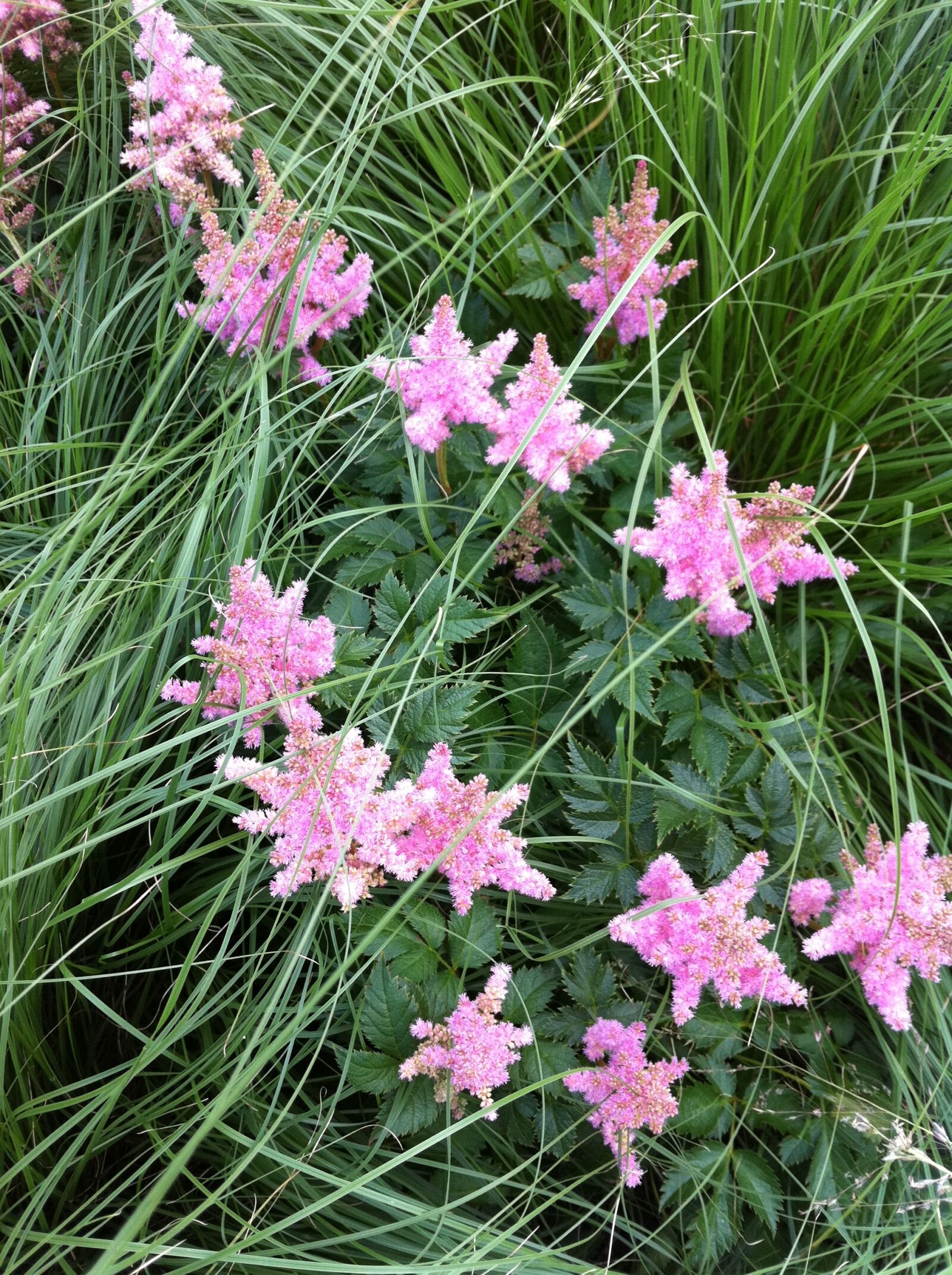 Apple iPhone 4 sample photo