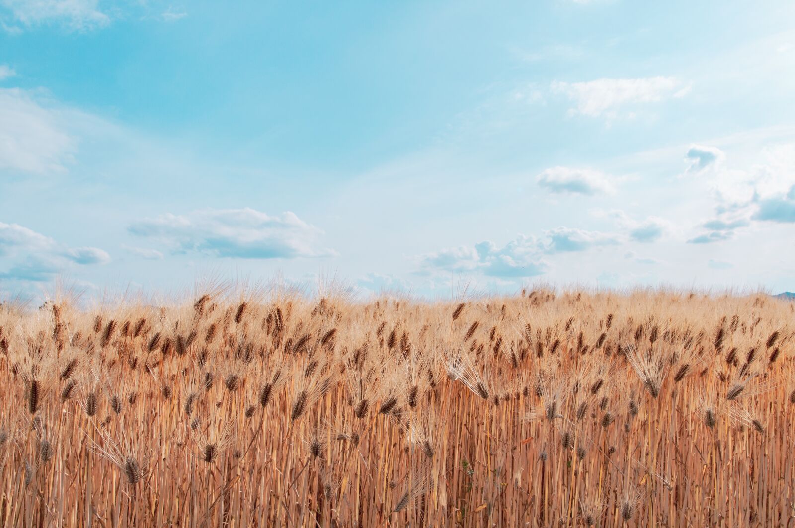 Nikon D90 sample photo. Field, sky, landscape photography