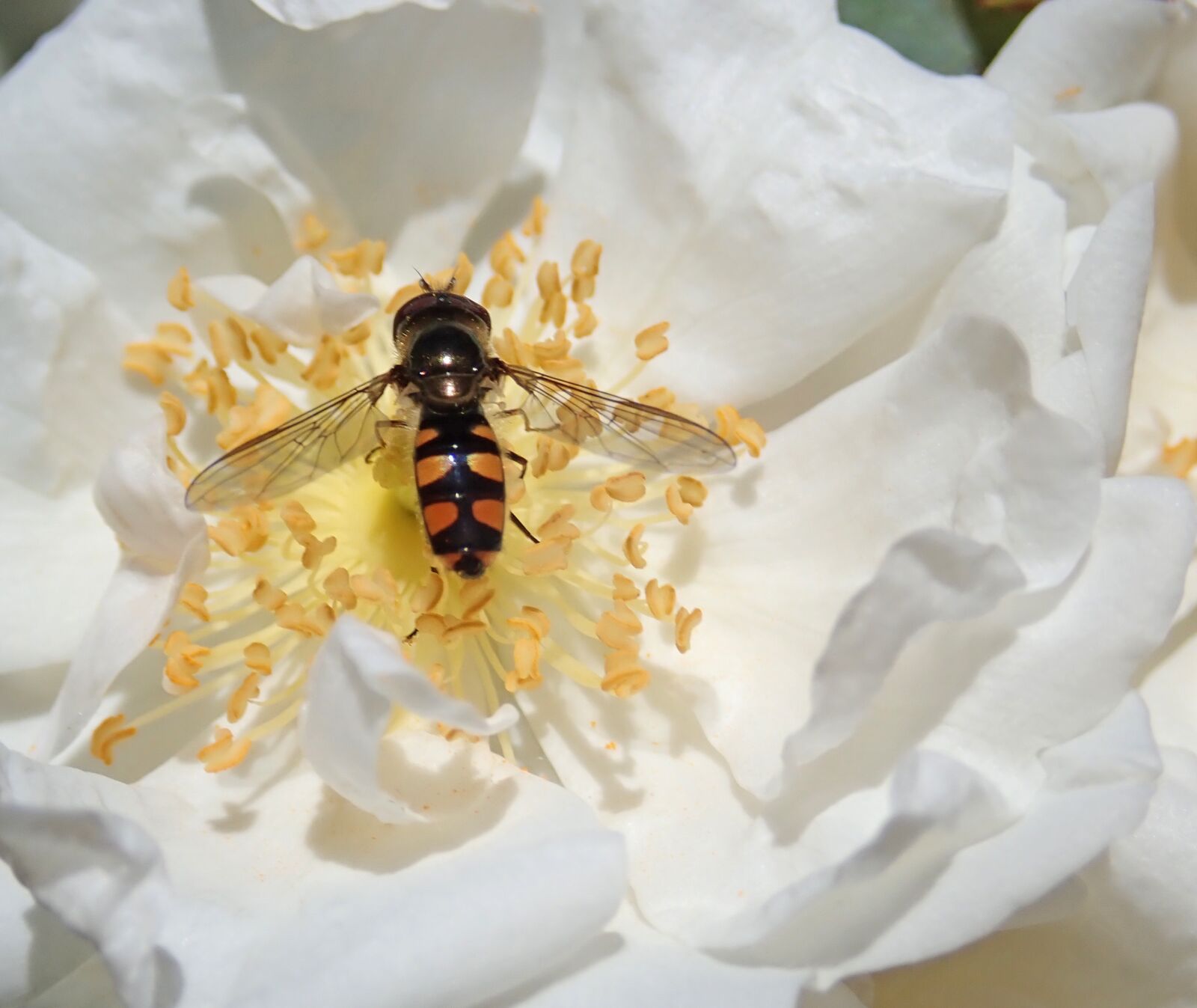Olympus TG-5 sample photo. Hoverfly, insect, rose photography