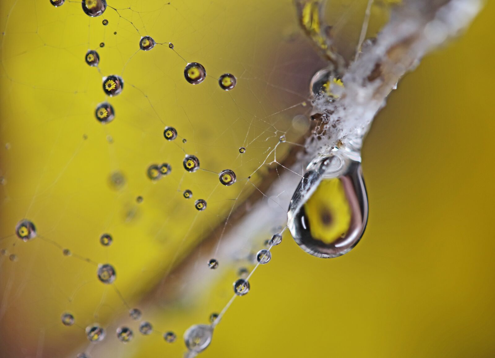 Canon EF-S 60mm F2.8 Macro USM sample photo. Cobwebs, water drops, yellow photography