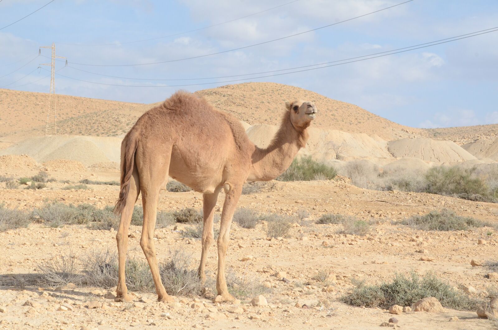 Nikon D7000 sample photo. Camel, desert, sand photography