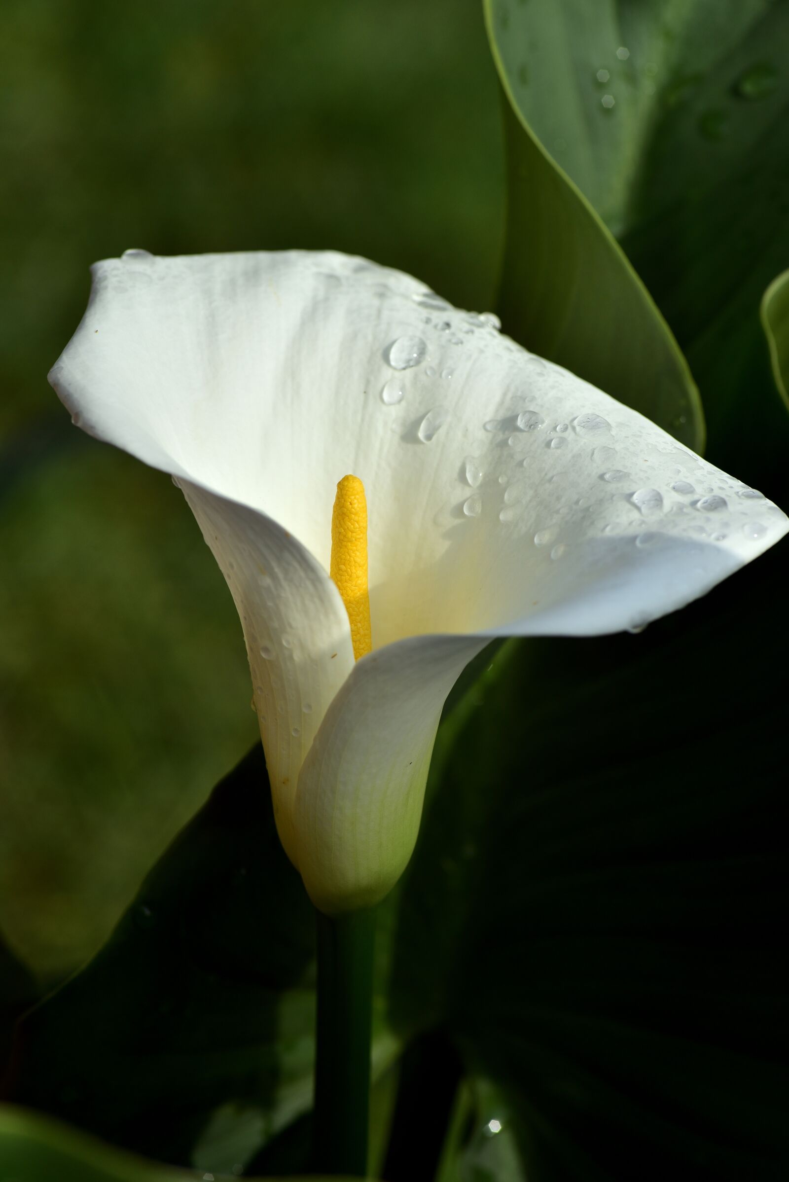 Nikon D750 sample photo. Calla, blossom, bloom photography