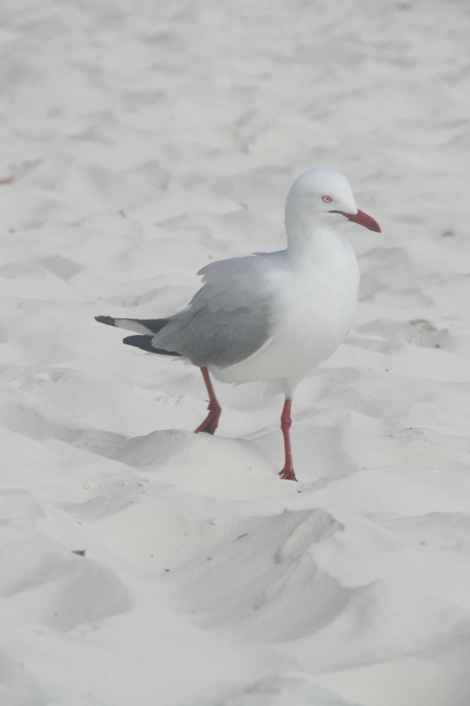 Canon EOS 400D (EOS Digital Rebel XTi / EOS Kiss Digital X) sample photo. Seagull, beach, whitsundays photography