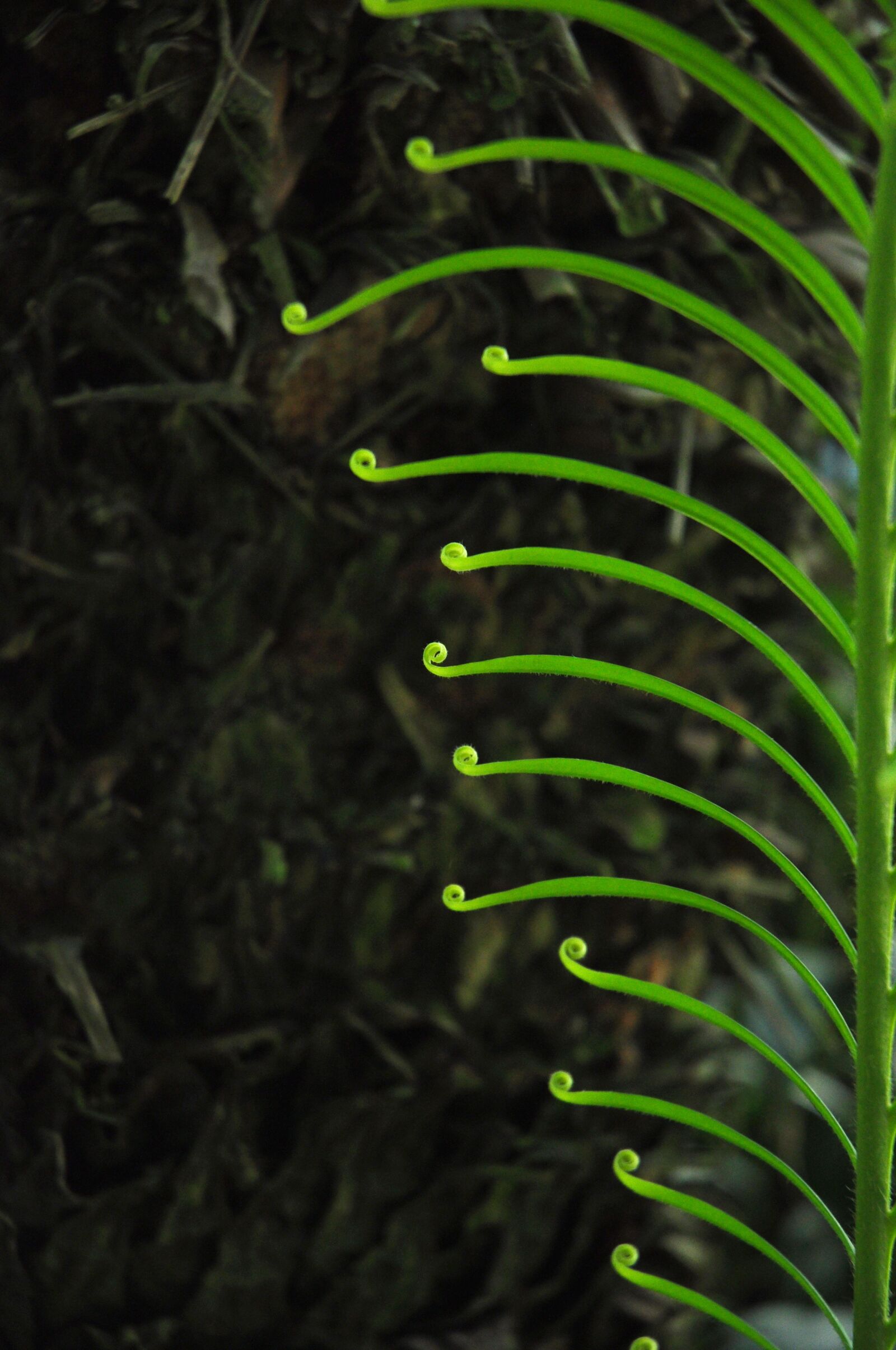 Nikon D90 sample photo. Plants, garden, the leaves photography