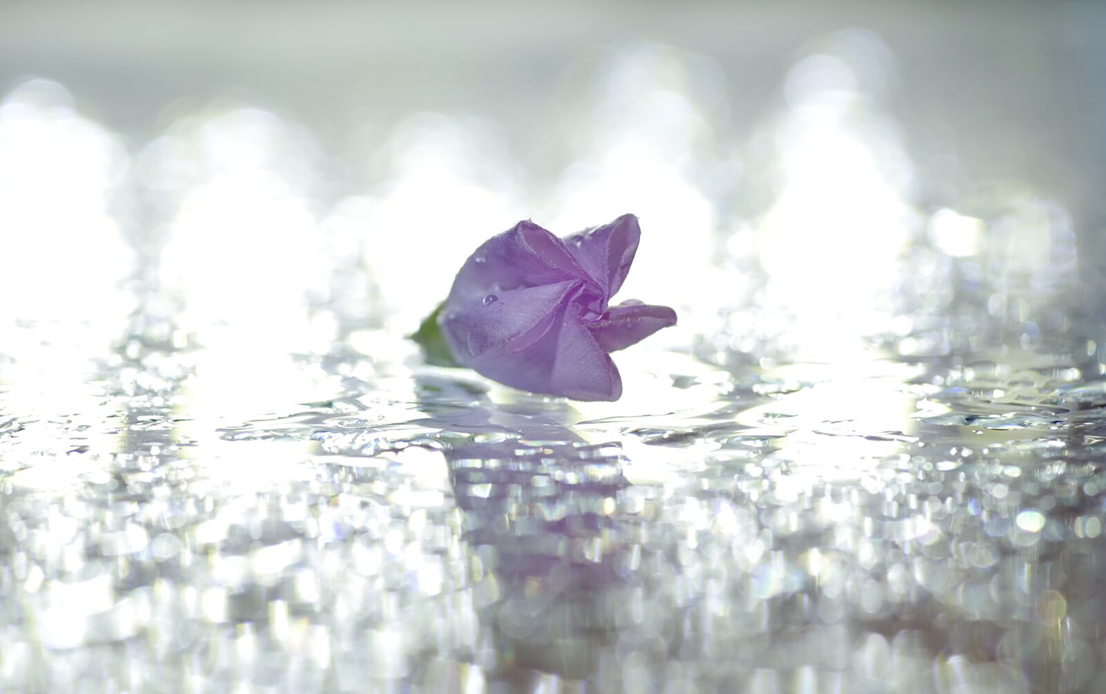 Pentax K-S2 sample photo. Flowers, bindweed, pink photography