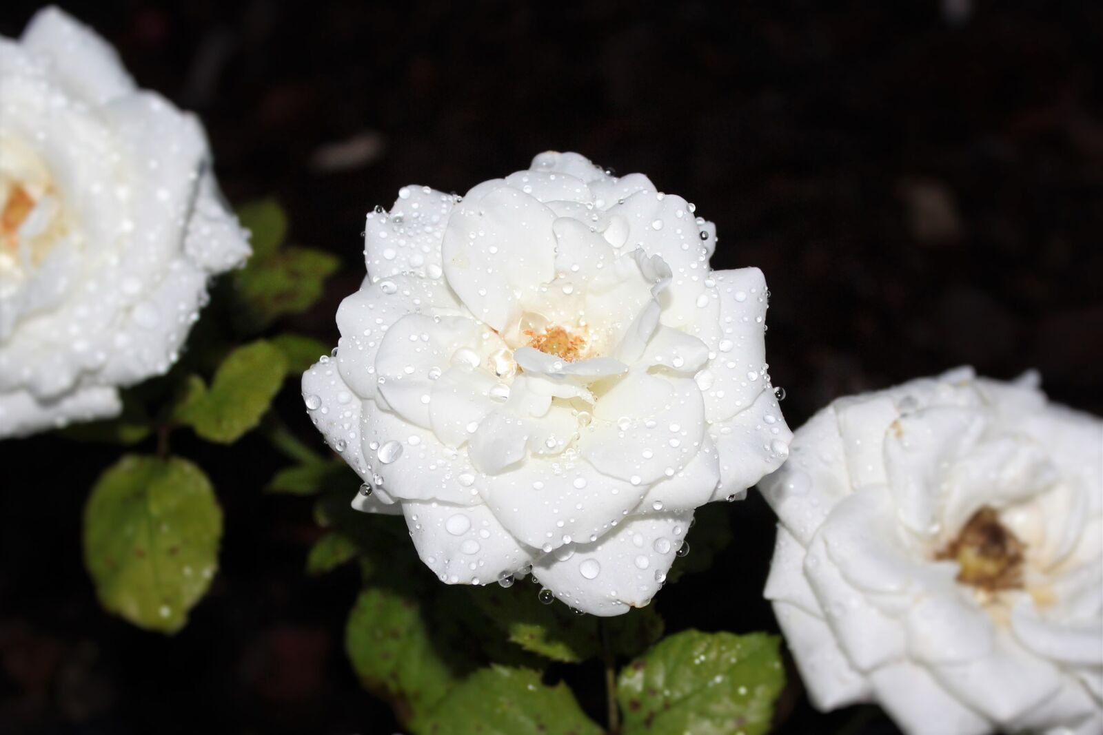 Canon EOS 1200D (EOS Rebel T5 / EOS Kiss X70 / EOS Hi) sample photo. Pink, white rose, macro photography