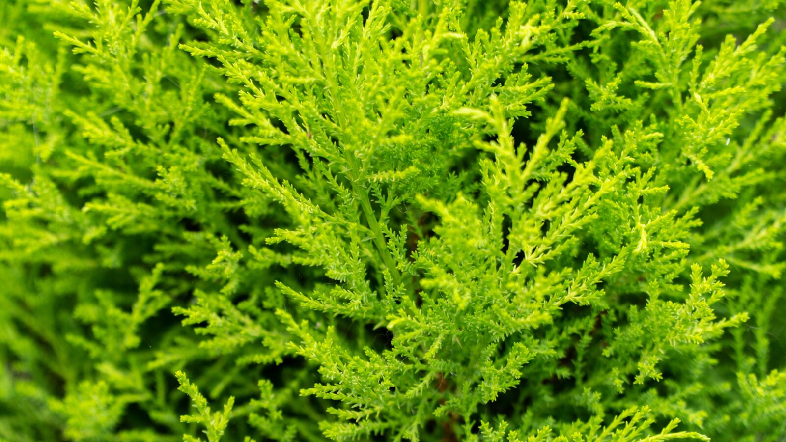Sony a6000 sample photo. Green, bush, nature photography