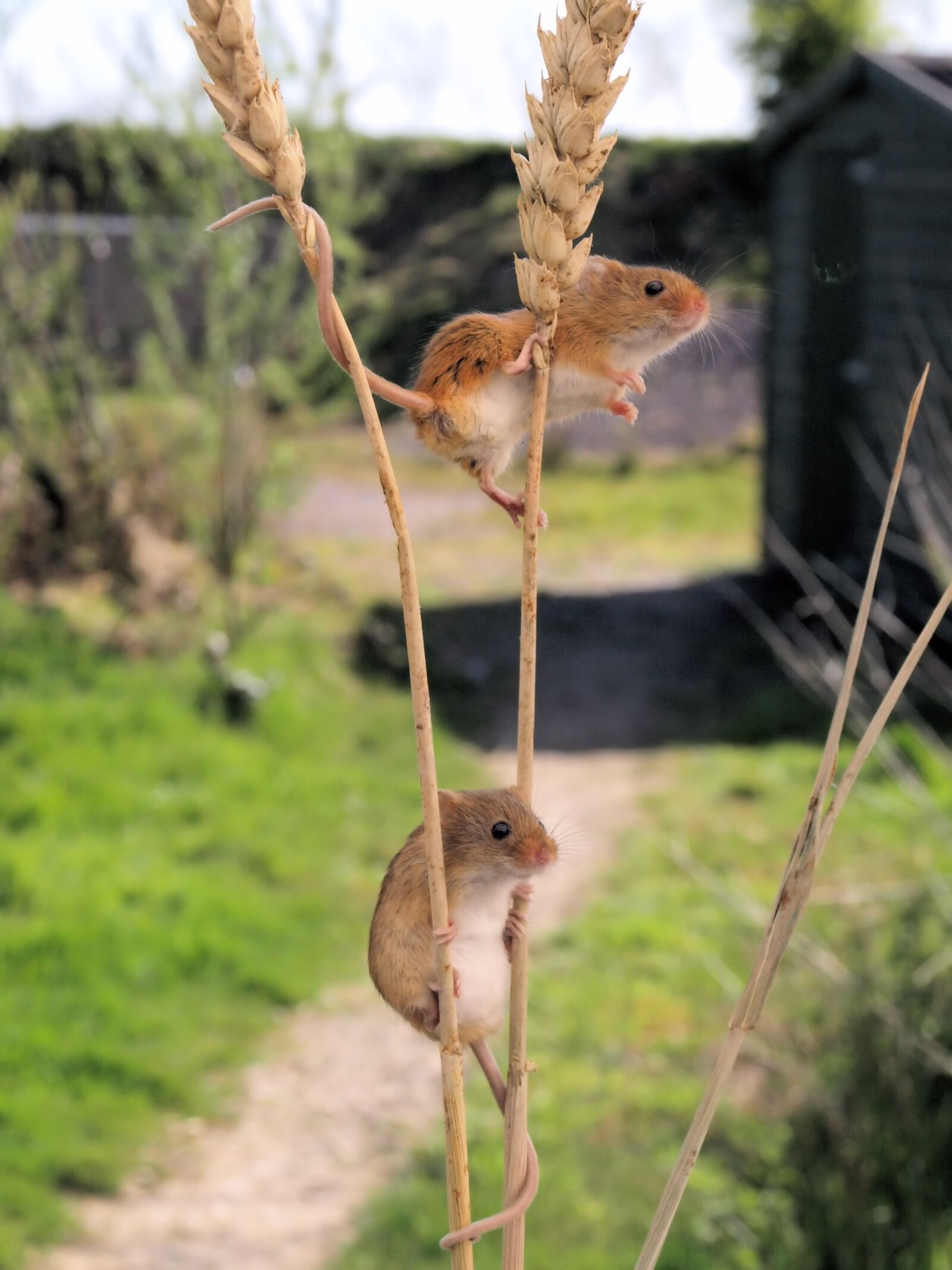 Olympus E-510 (EVOLT E-510) sample photo. Harvest mice, cute, climbing photography