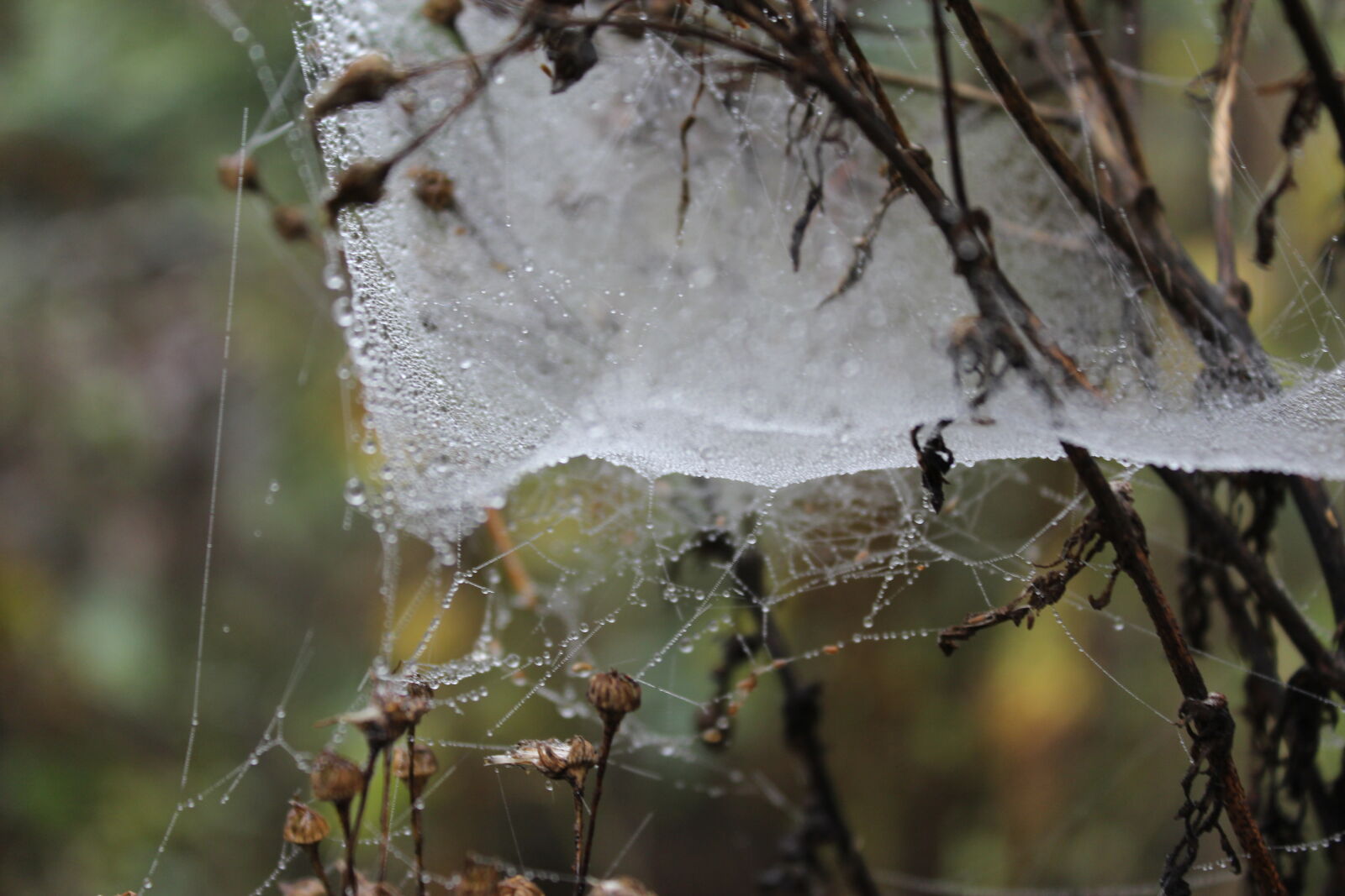 Canon EOS 1200D (EOS Rebel T5 / EOS Kiss X70 / EOS Hi) sample photo. Cobweb, spider, web photography