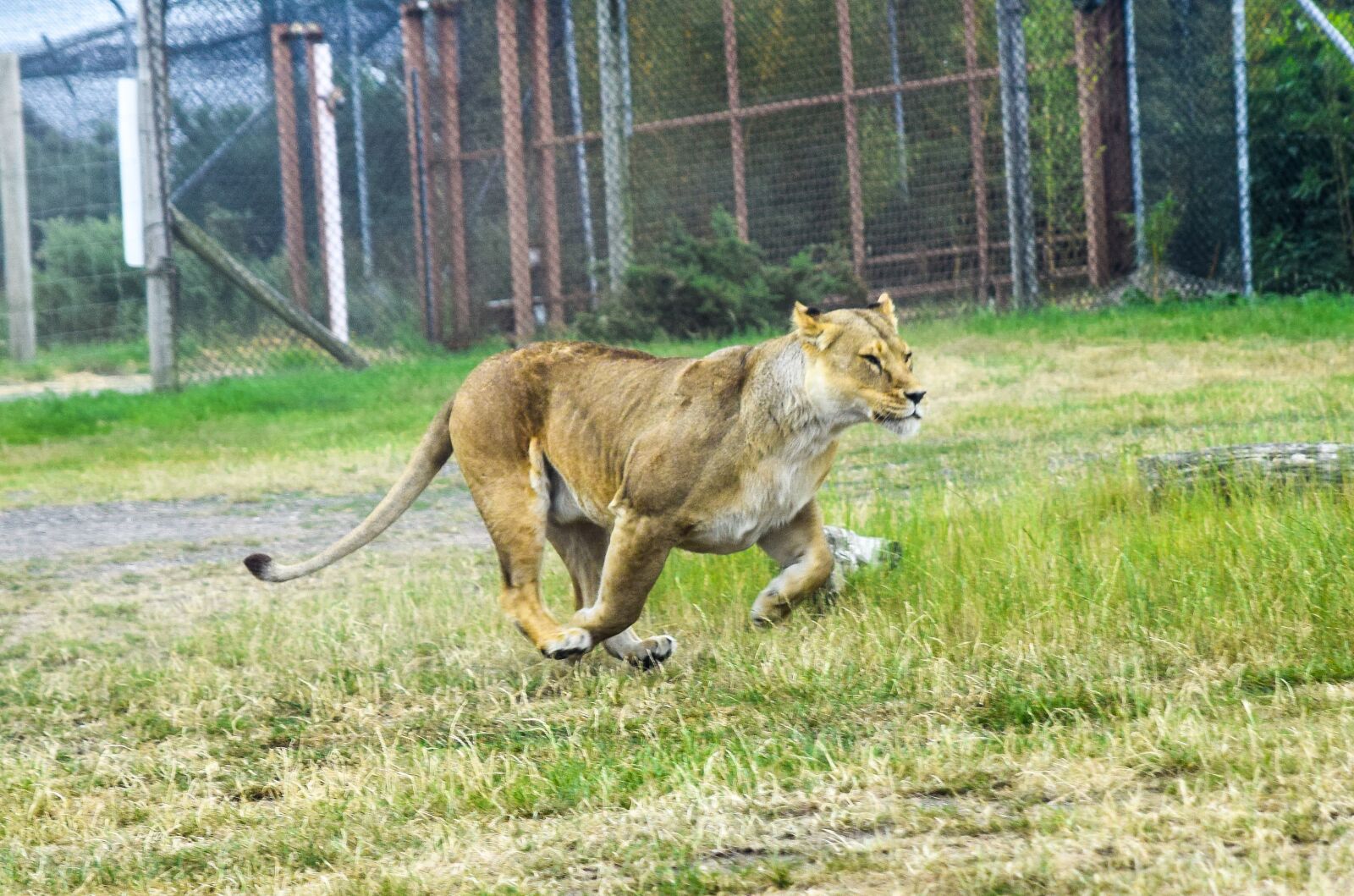 Nikon D5300 sample photo. Lion, wildlife, cat photography
