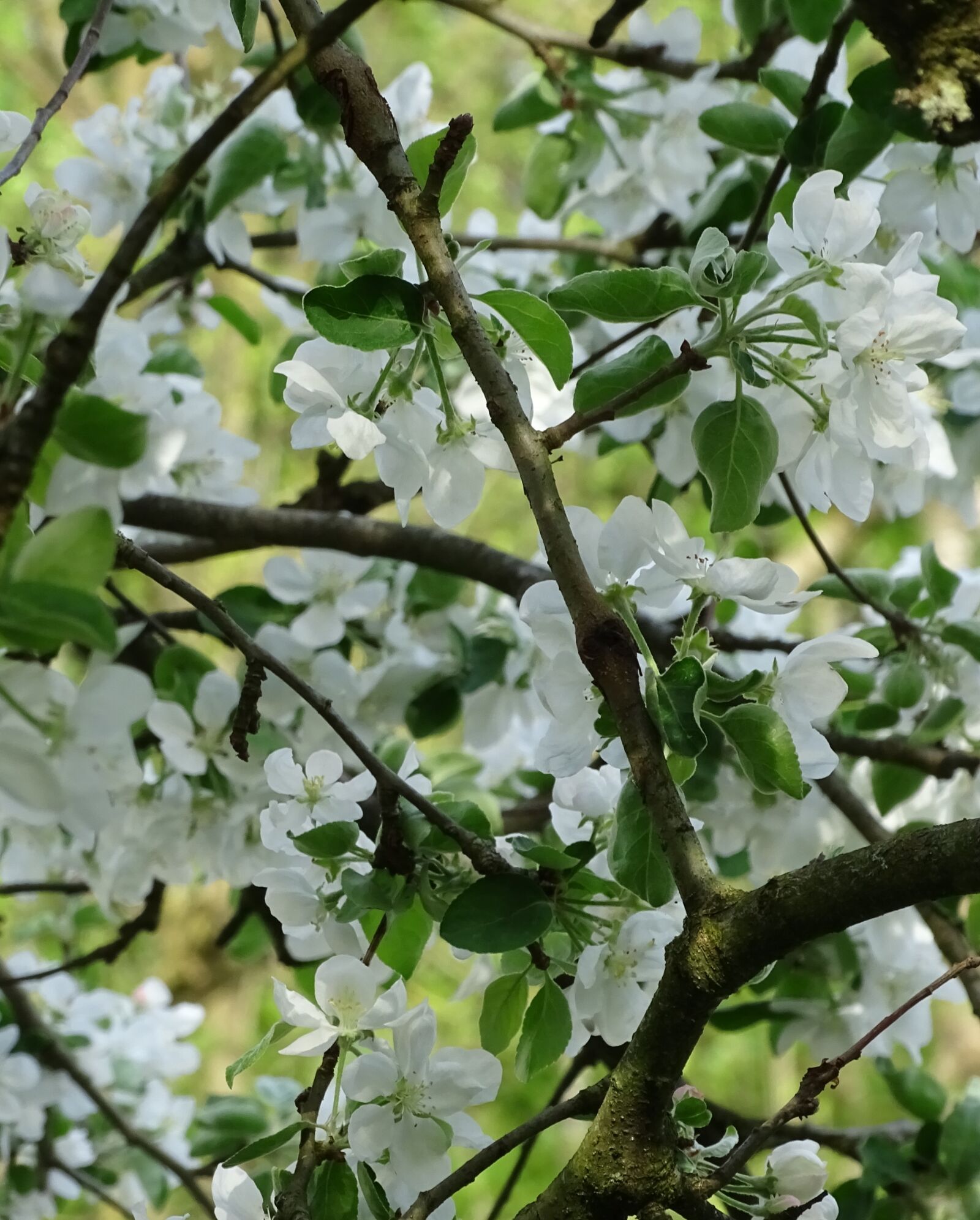 Sony Cyber-shot DSC-HX400V sample photo. Apple blossom, white flowers photography