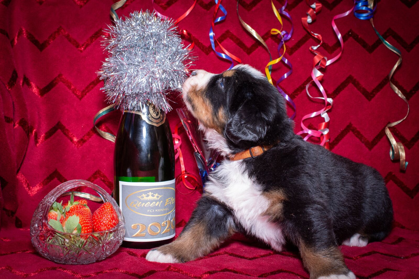 Nikon D7200 sample photo. Dog, puppy, animal photography