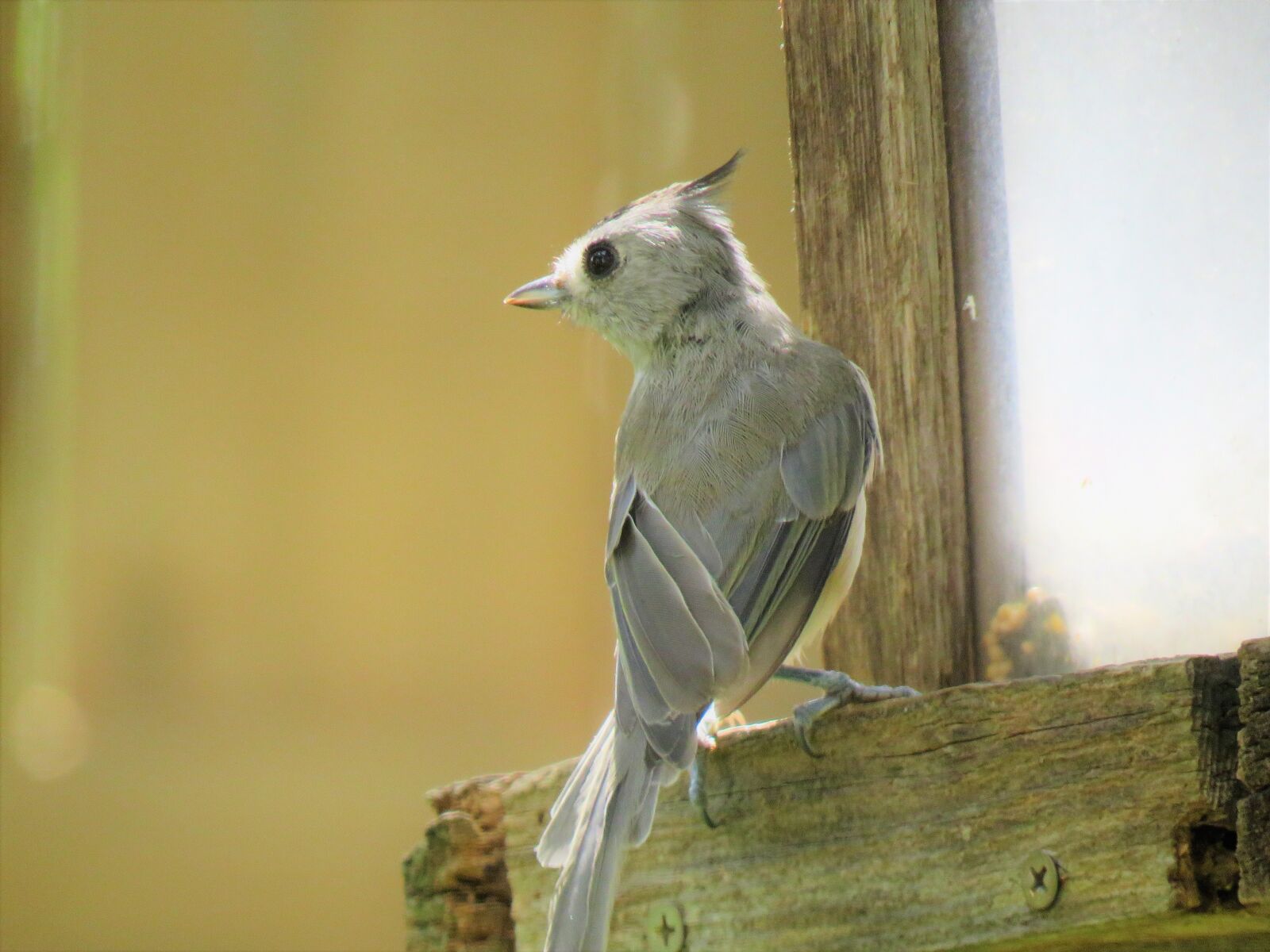 Canon PowerShot SX60 HS sample photo. Bird, gray, tan photography