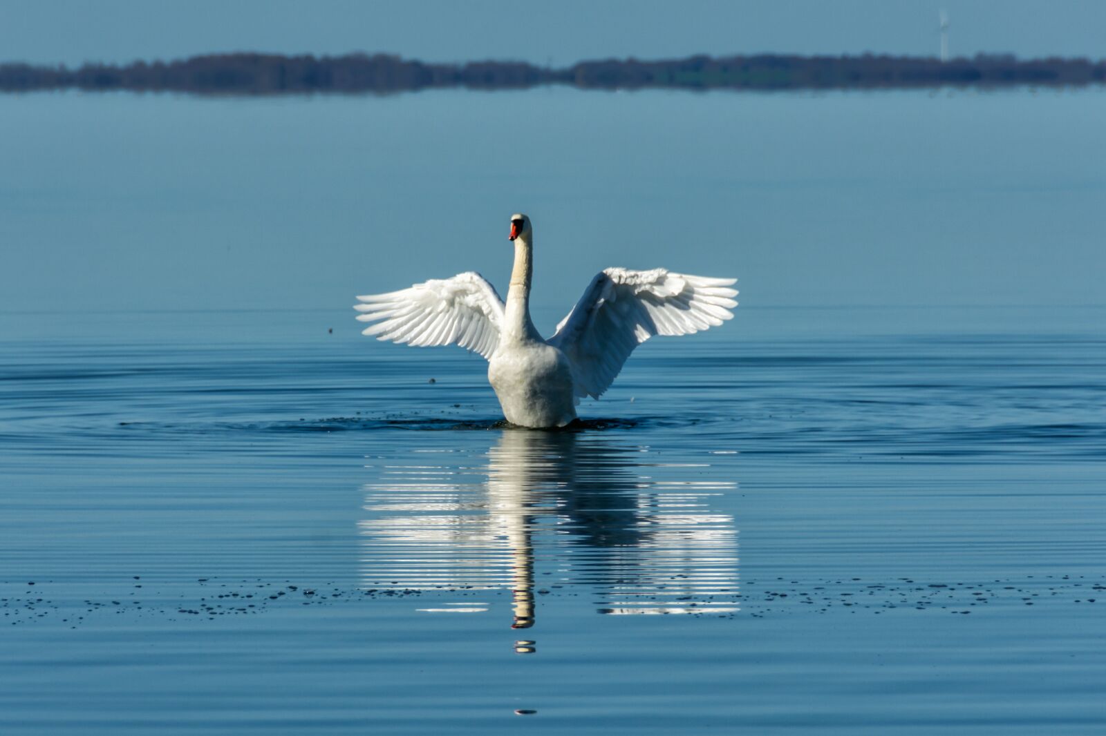 Nikon D7200 sample photo. Swan, bird, flying photography