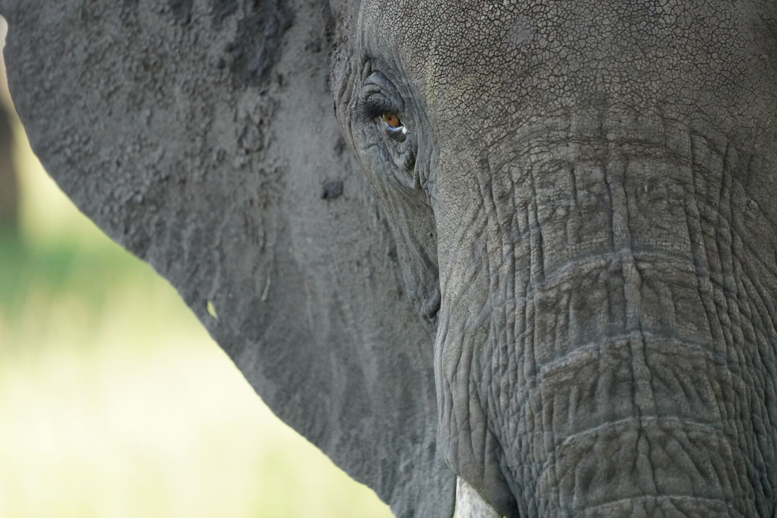 Sony FE 100-400mm F4.5-5.6 GM OSS sample photo. Elephant, africa, safari photography