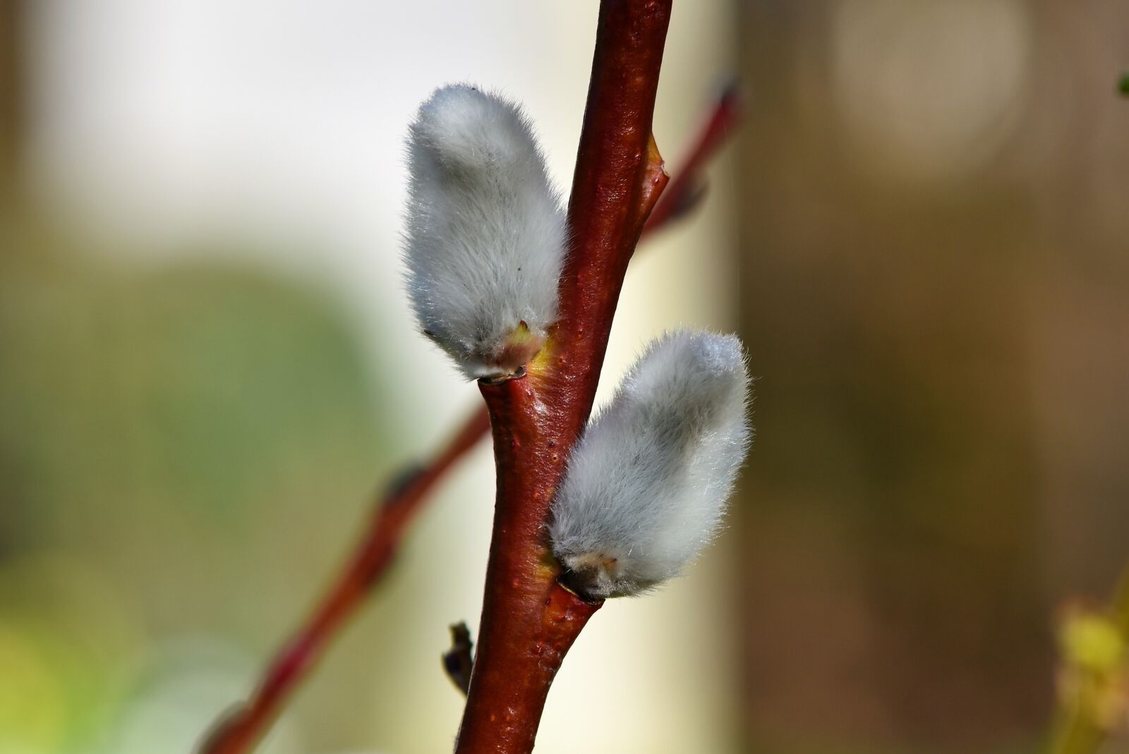 Nikon D7200 sample photo. Palm kitten, willow catkin photography