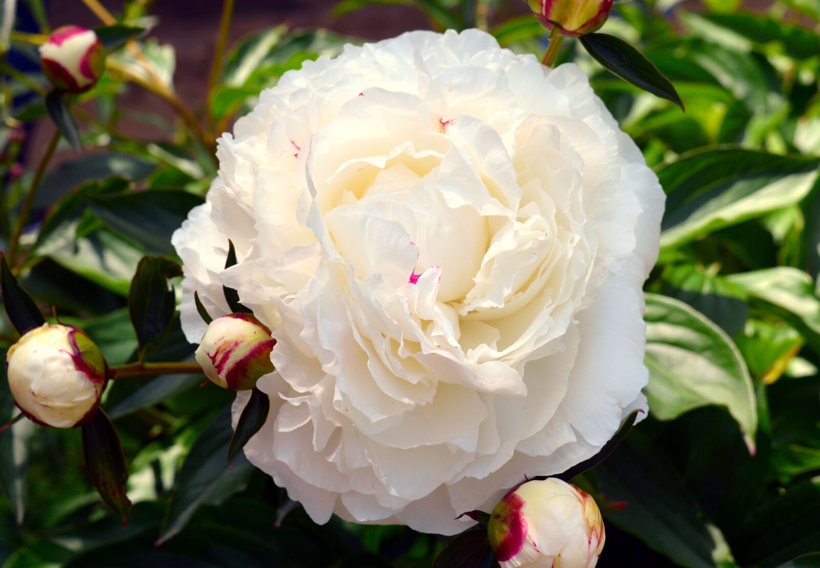 Nikon D3200 sample photo. Peony, white, white peony photography