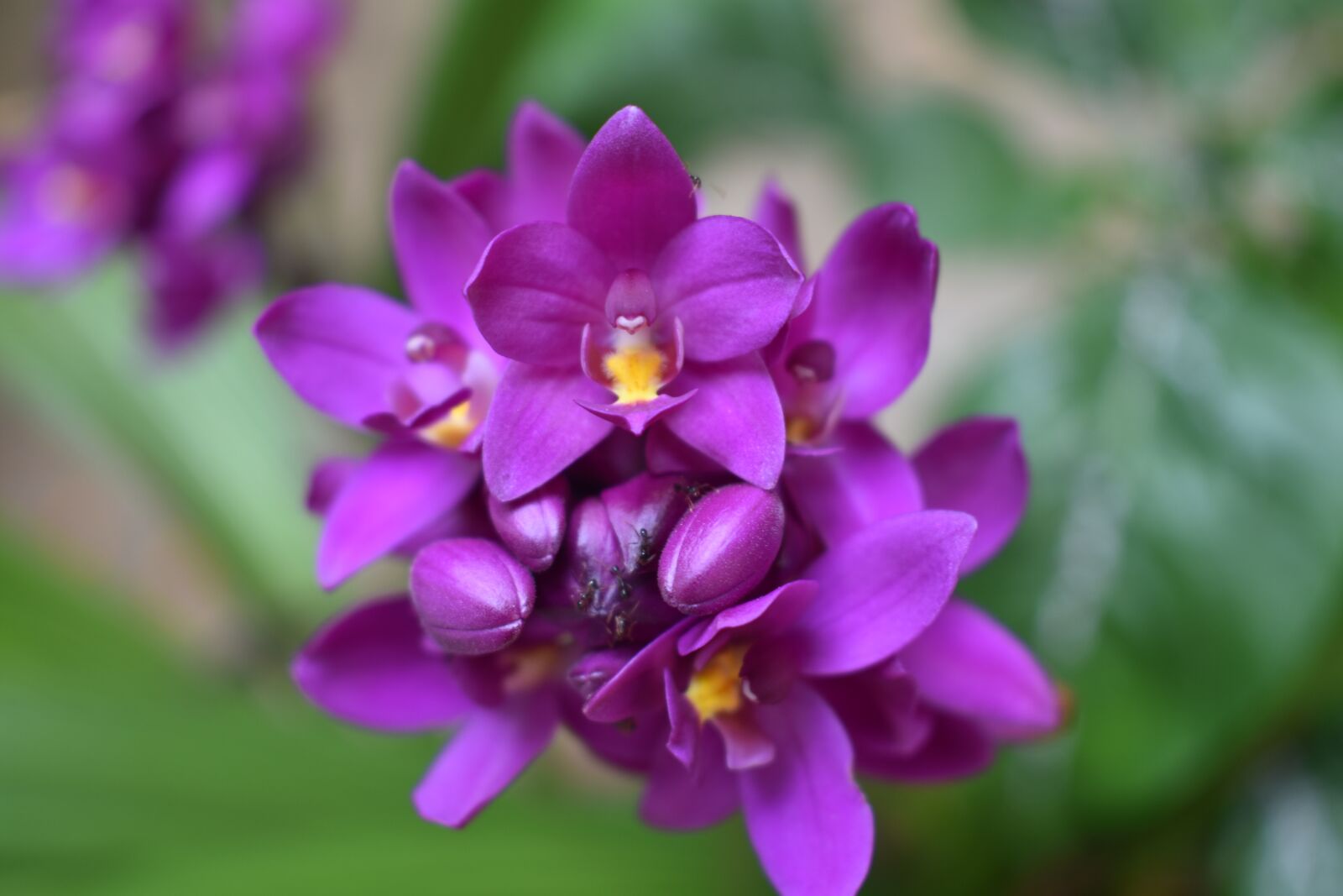 Nikon D3400 sample photo. Nature, flower, flora photography