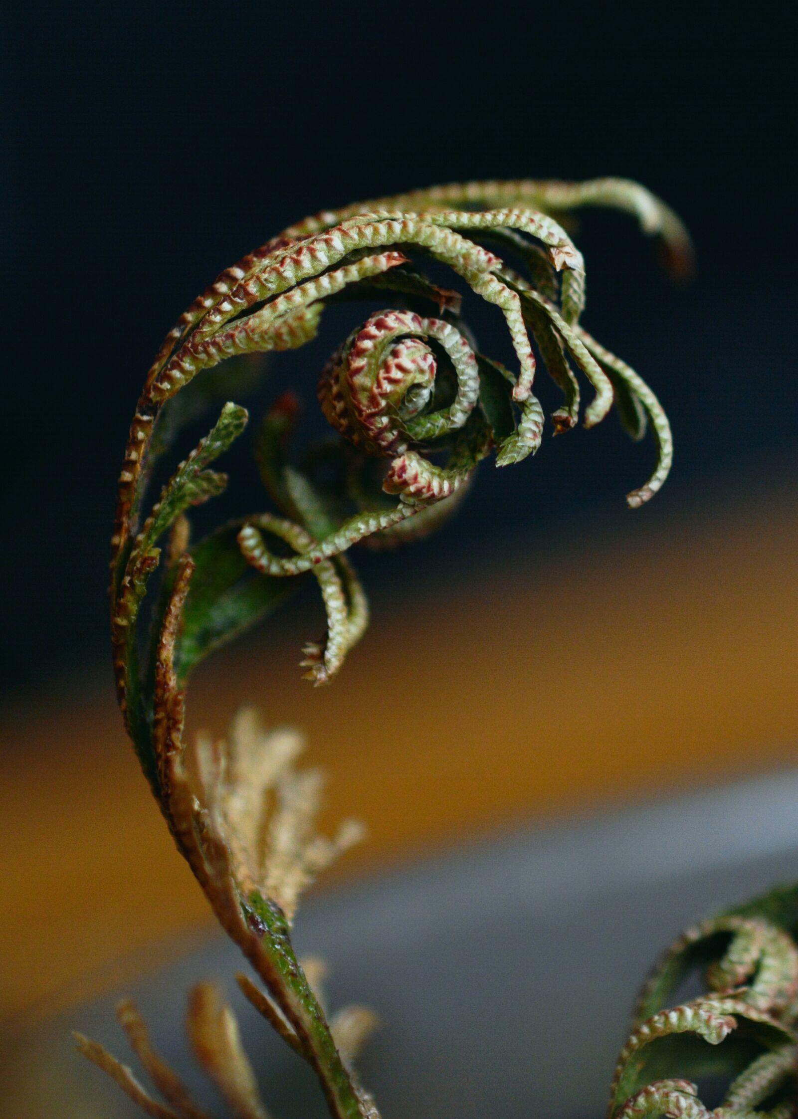 Nikon D5200 sample photo. Rose of jericho, plant photography
