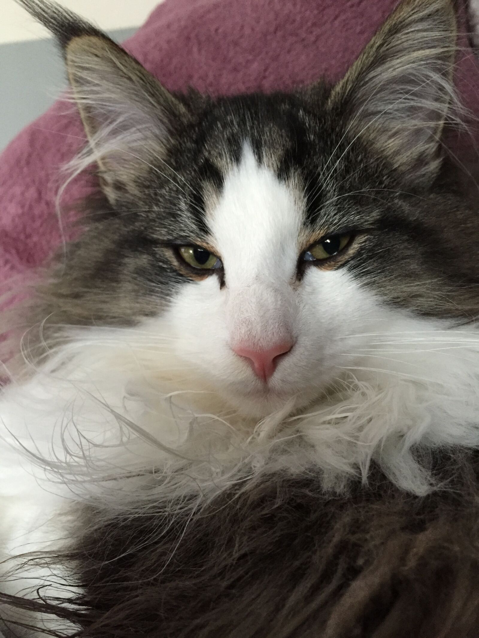 Apple iPhone 6 sample photo. Chat, norvégien, gris photography
