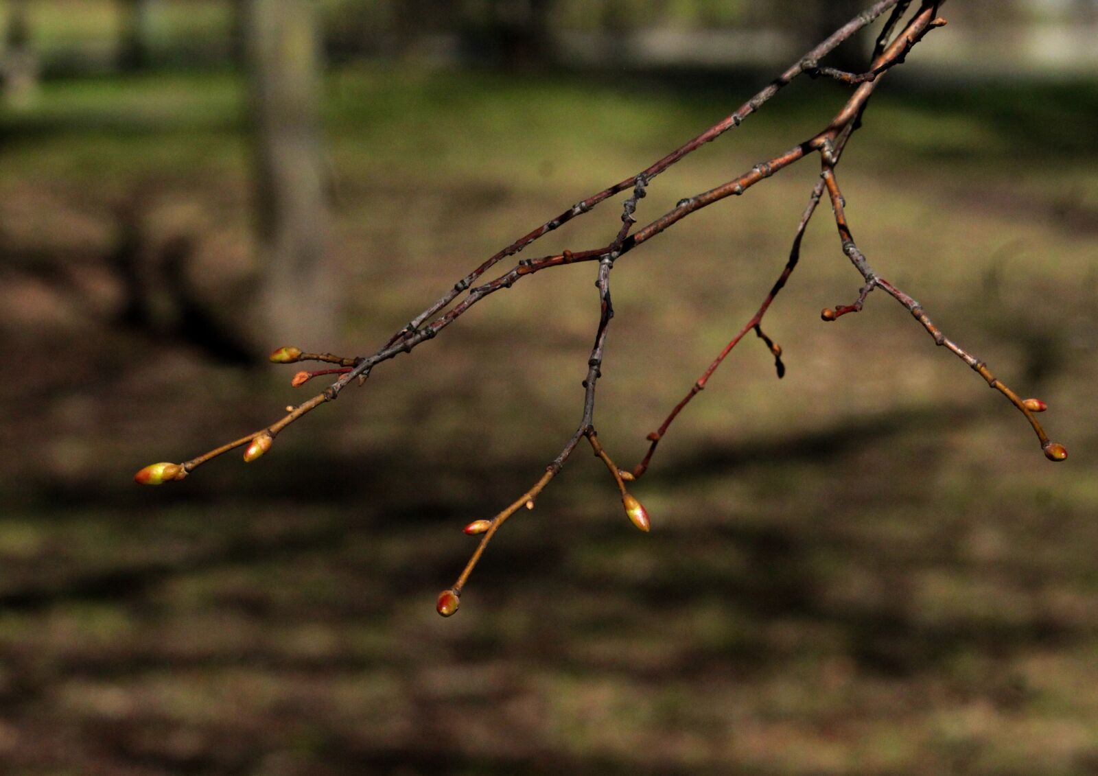 Canon EOS 1200D (EOS Rebel T5 / EOS Kiss X70 / EOS Hi) sample photo. Branch, kidney, spring photography