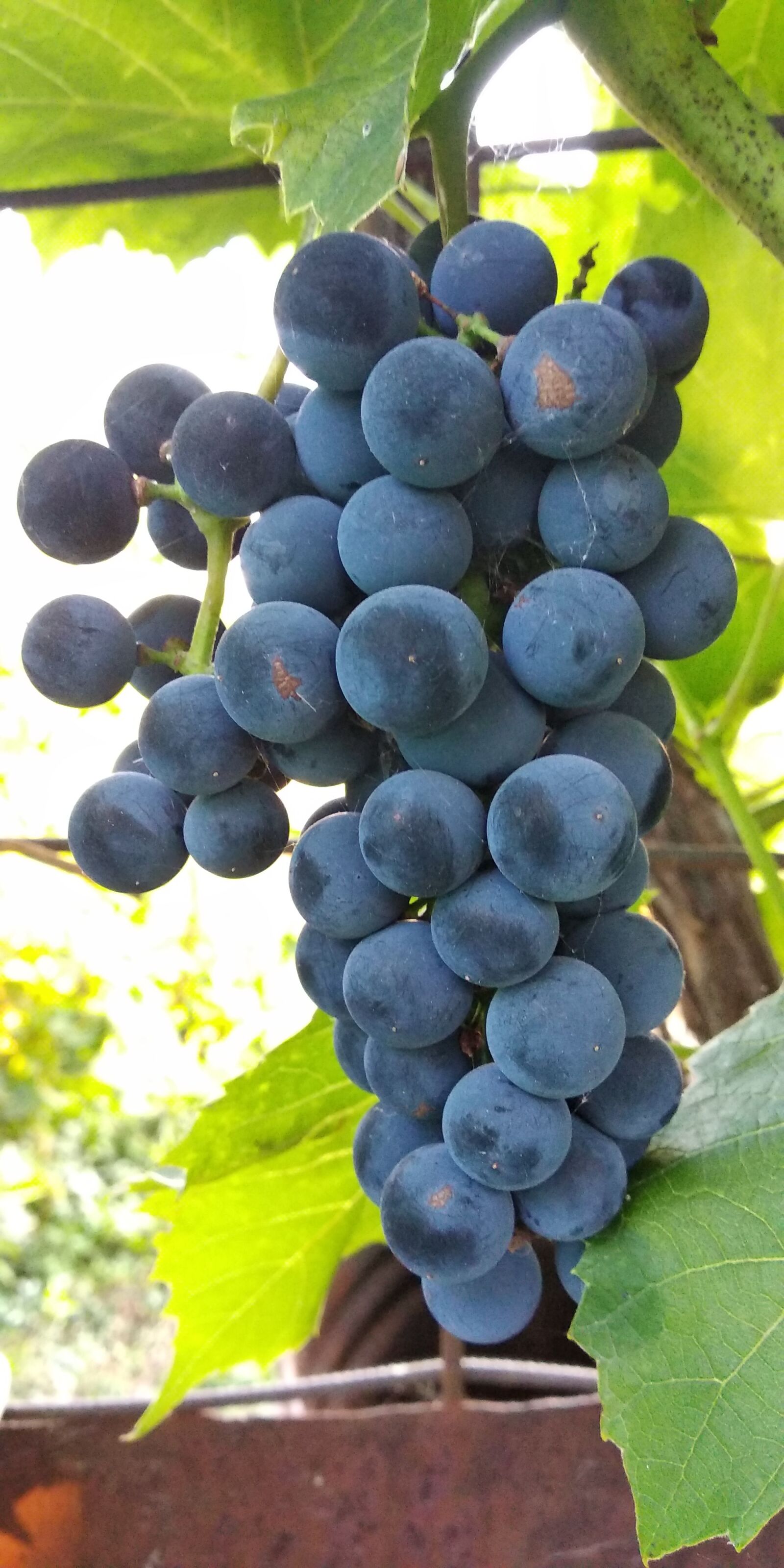 Xiaomi Redmi 5 Plus sample photo. Grapes, nature, summer photography